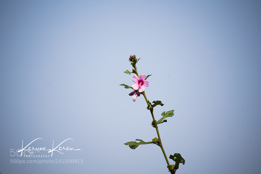 Sony a99 II sample photo. Elegant !!! photography
