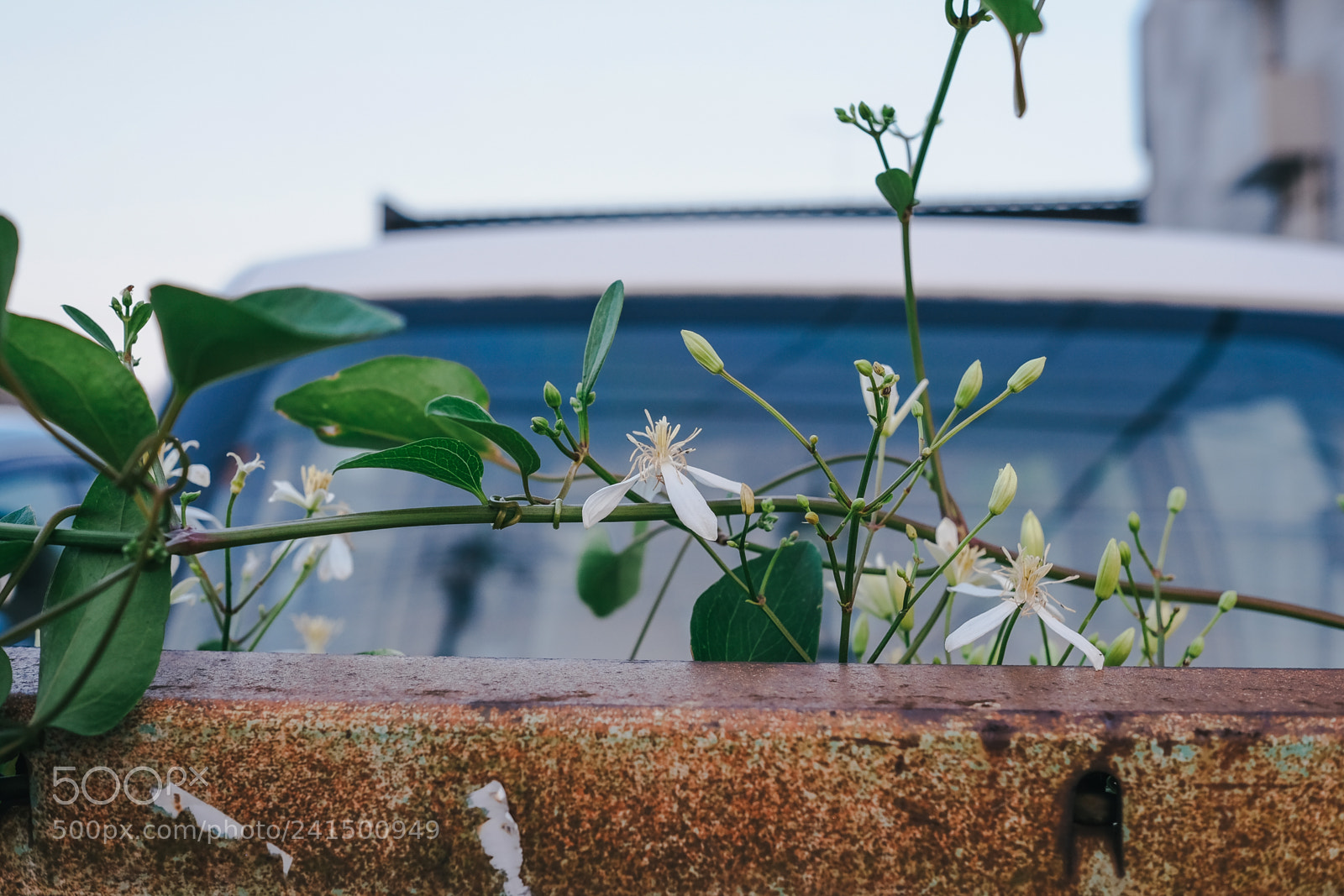 Fujifilm X-T10 sample photo. Son photography