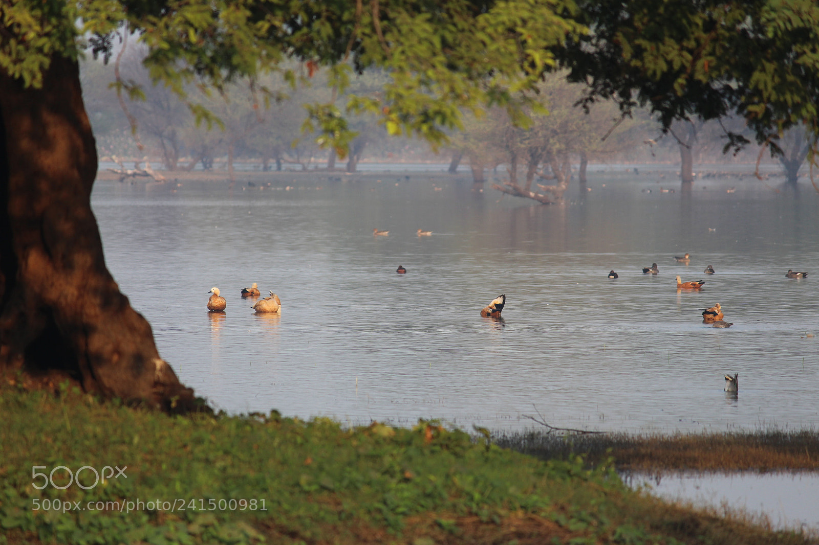 Canon EF-S 55-250mm F4-5.6 IS II sample photo. Ducks... photography