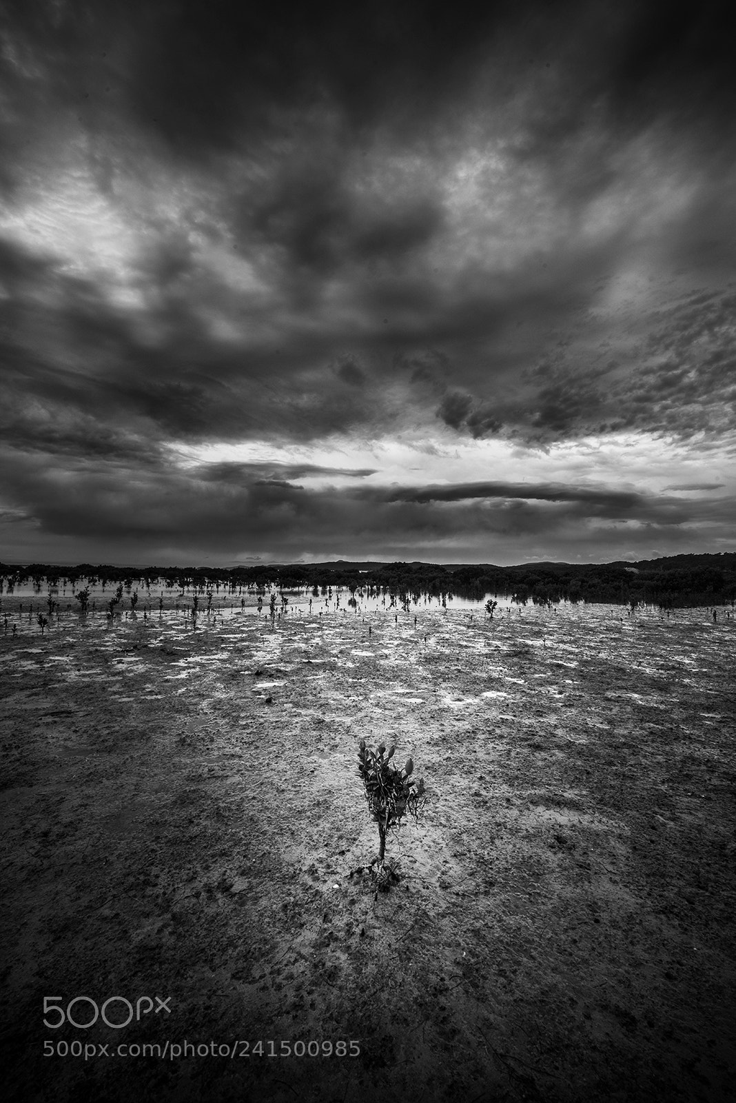 Nikon D810 sample photo. Wetlands photography