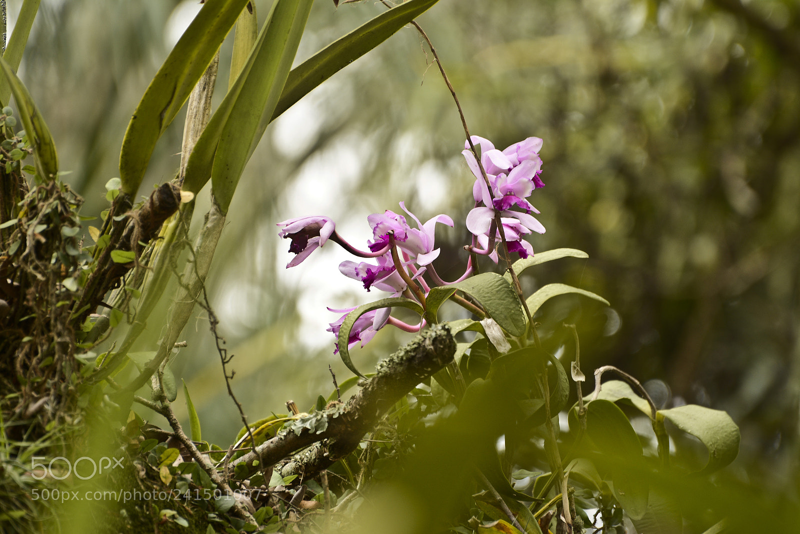 Nikon D7100 sample photo. Harmonia na natureza. photography