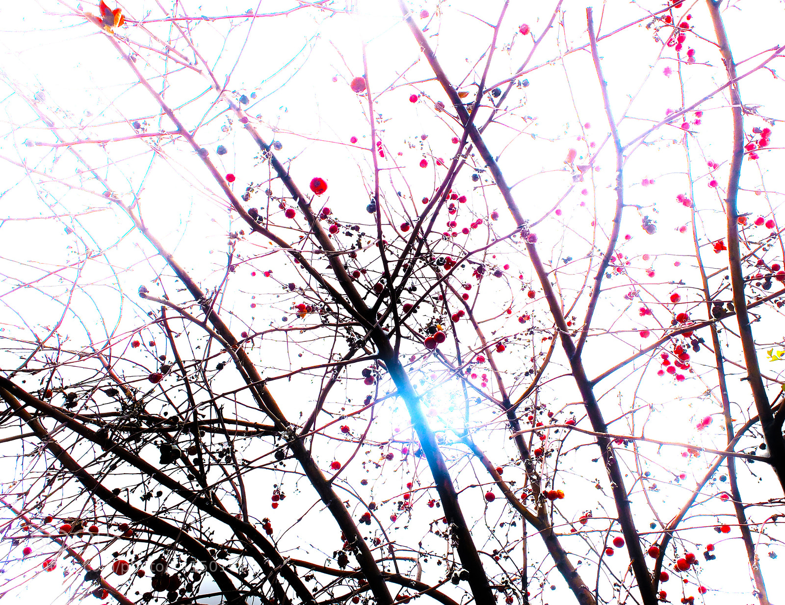 Fujifilm X20 sample photo. Branches photography