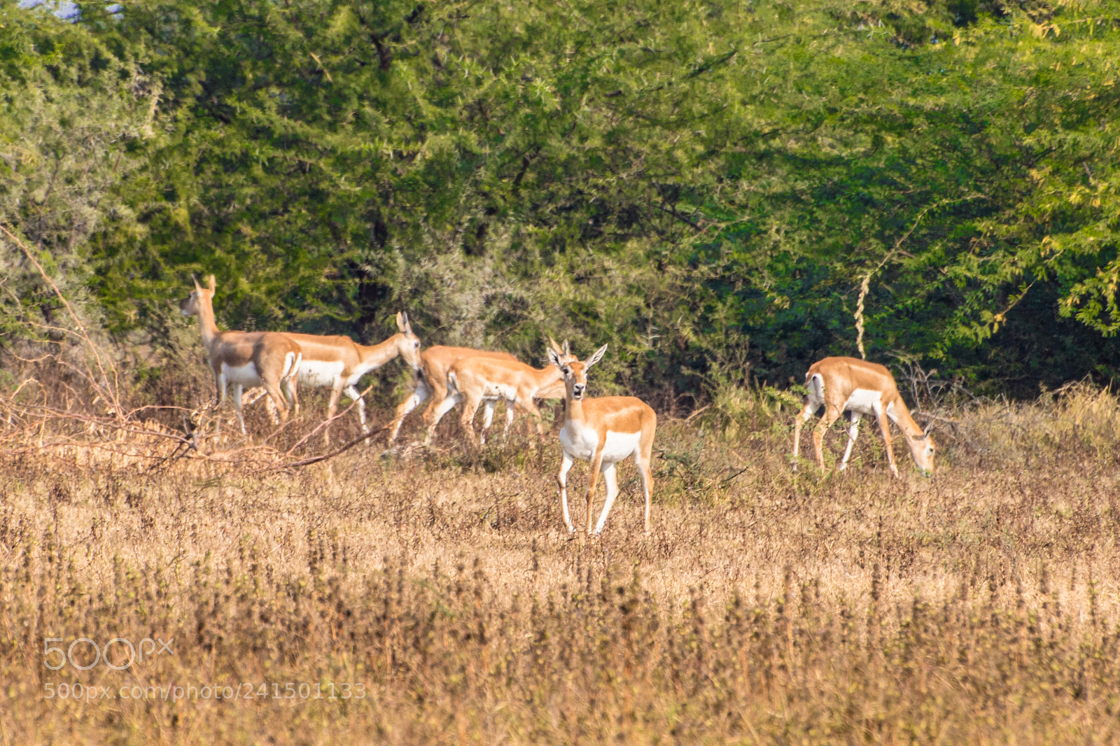 Canon EOS 750D (EOS Rebel T6i / EOS Kiss X8i) sample photo. Deers photography