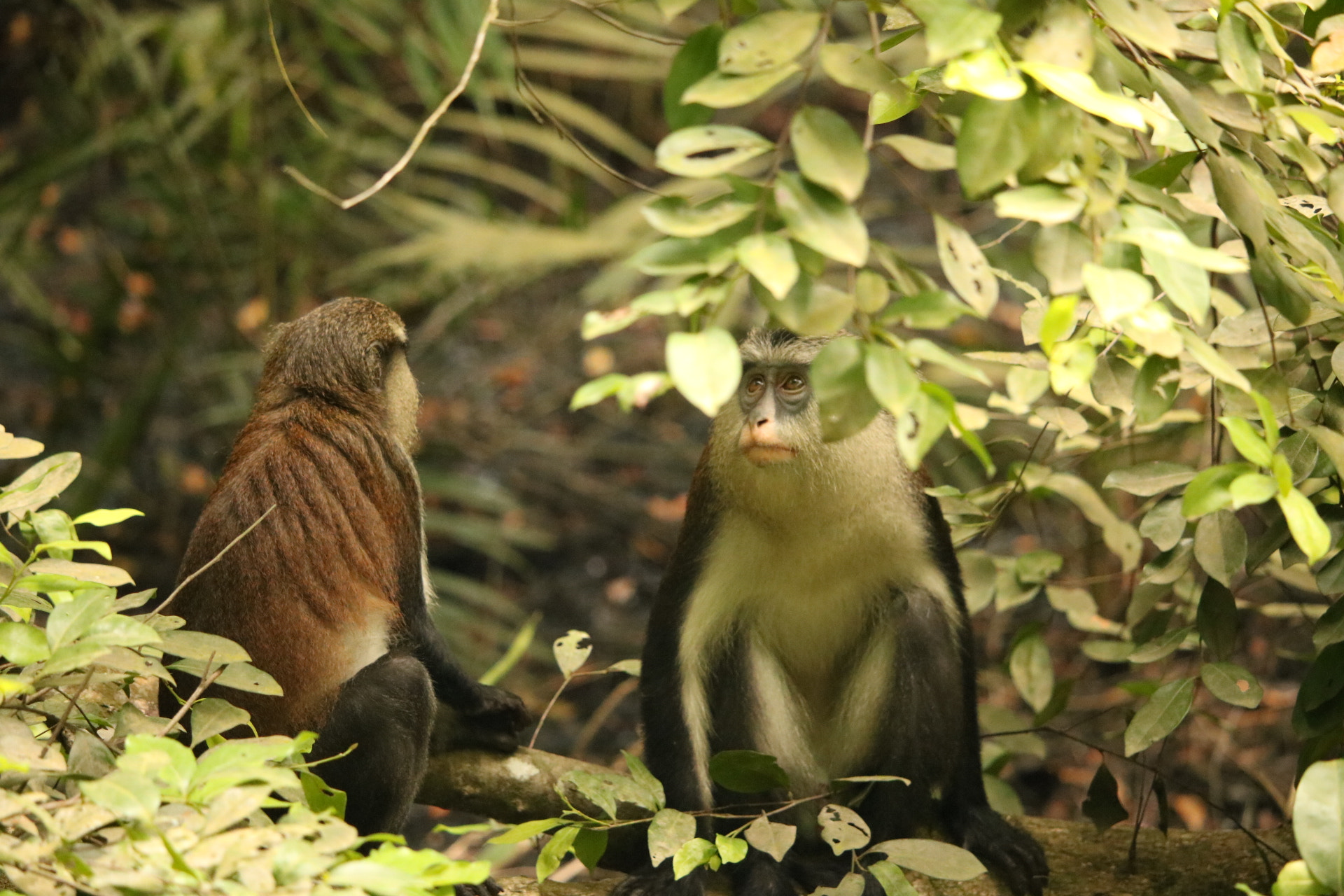 Canon EOS 750D (EOS Rebel T6i / EOS Kiss X8i) + Canon EF-S 55-250mm F4-5.6 IS STM sample photo. West african monkey specie photography