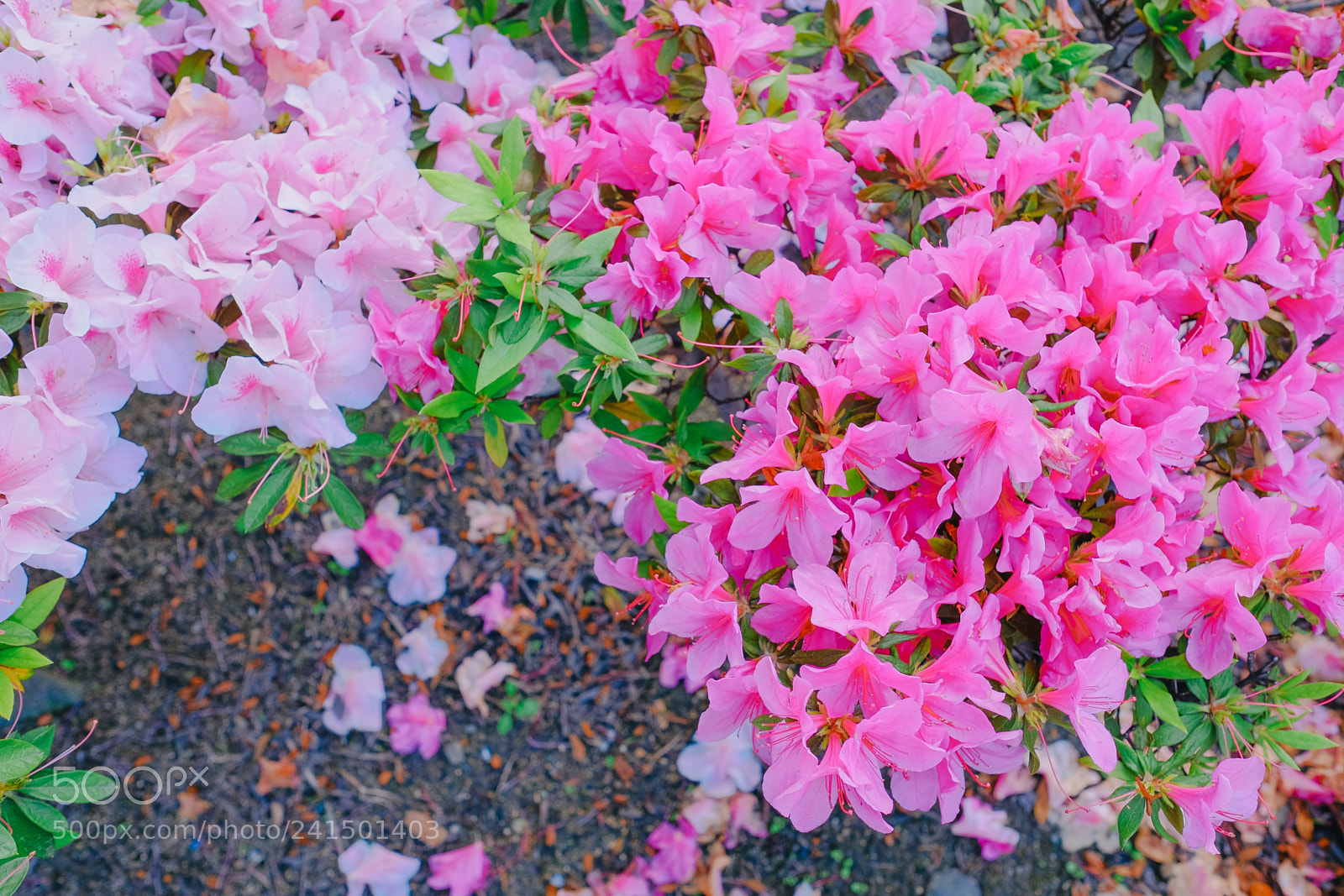 Fujifilm X-T10 sample photo. Son photography