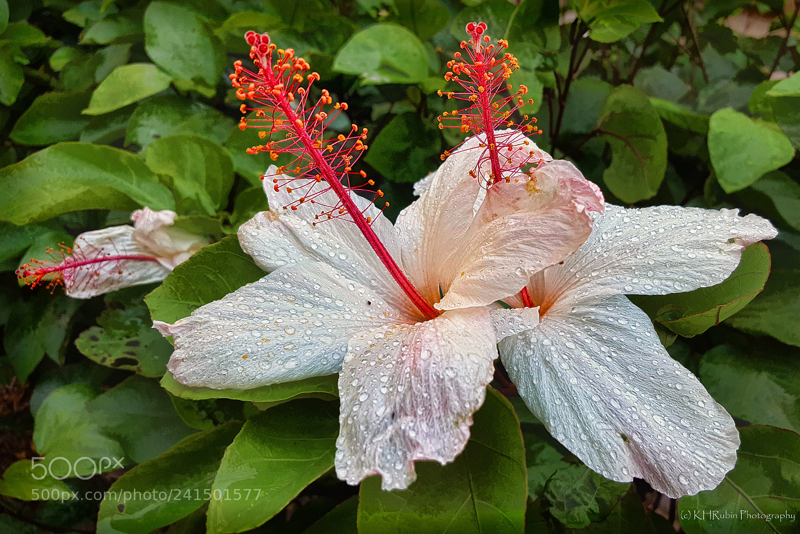 Samsung Galaxy S6 sample photo. Droplets photography
