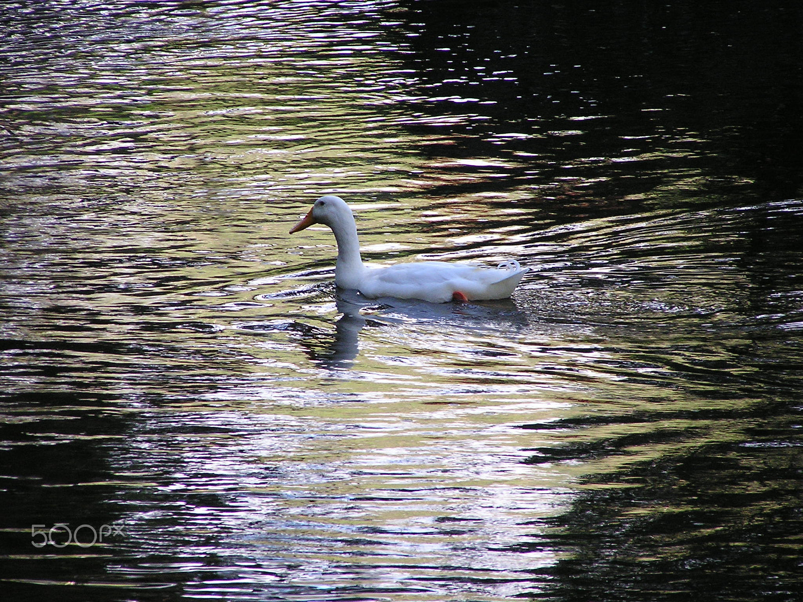 Olympus C740UZ sample photo. White duck yarra river warburton victoria photography