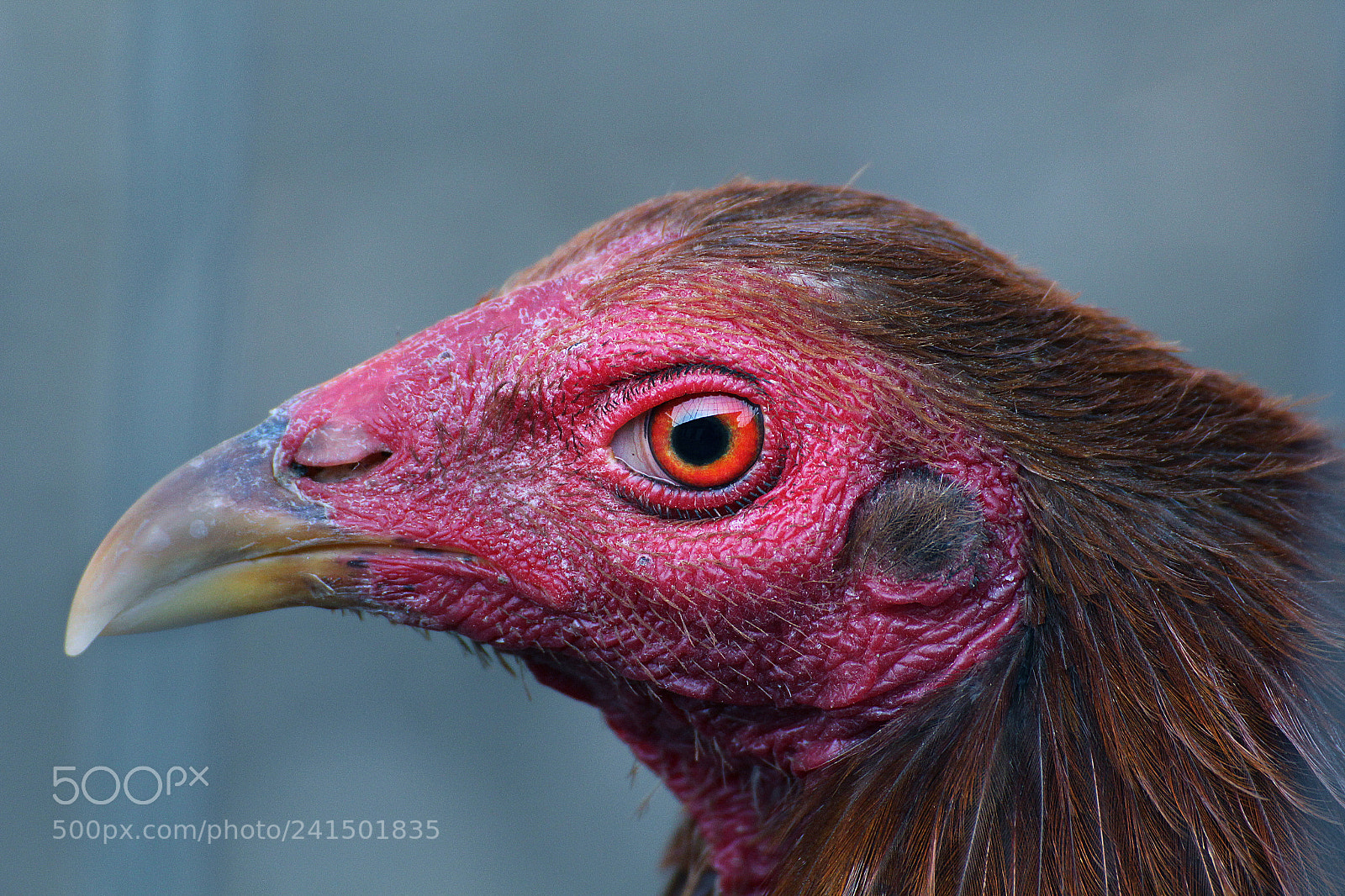 Canon EOS 60D sample photo. See nature with understandings photography