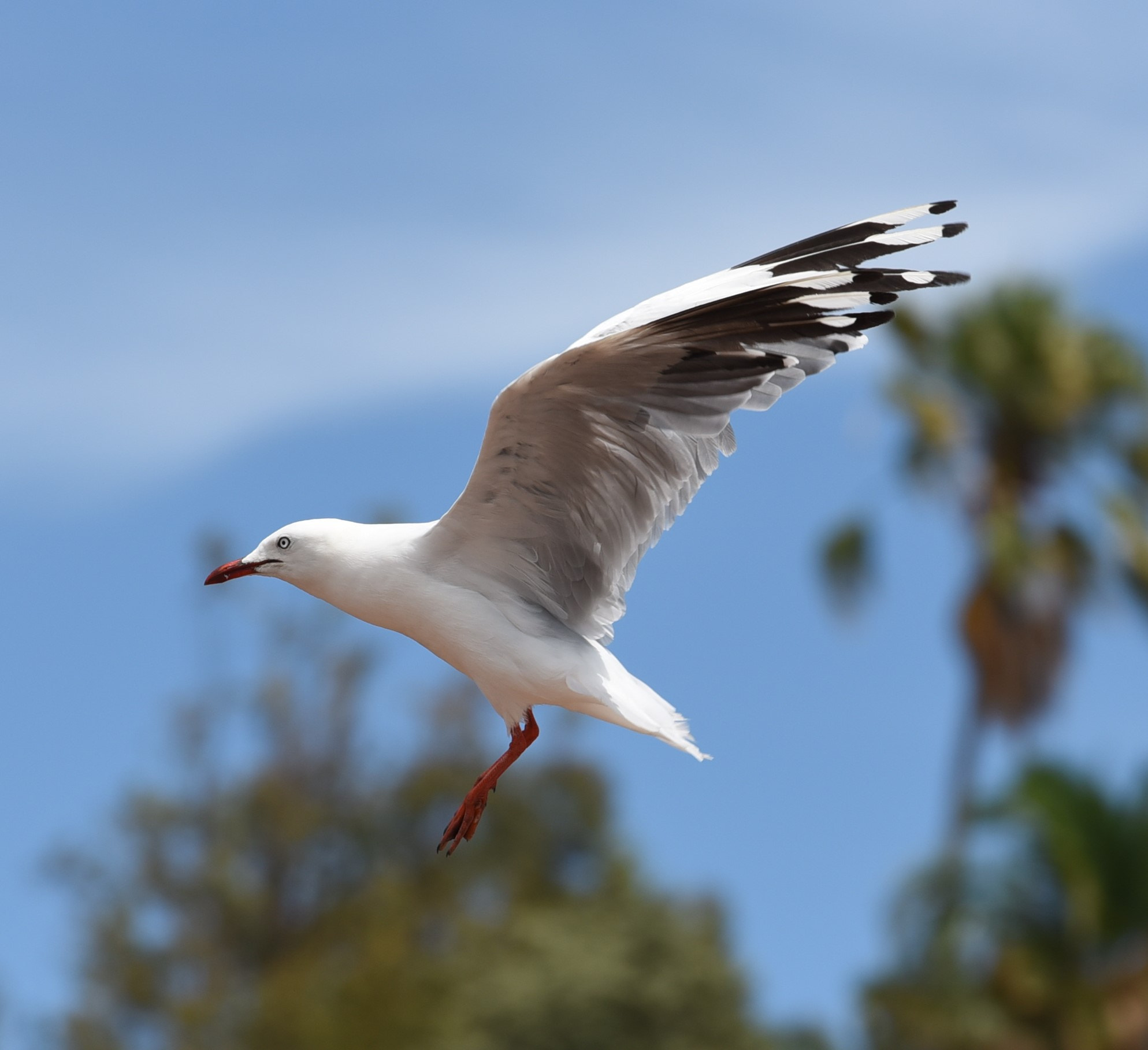 Nikon AF-S Nikkor 70-200mm F2.8G ED VR II sample photo. Landing photography