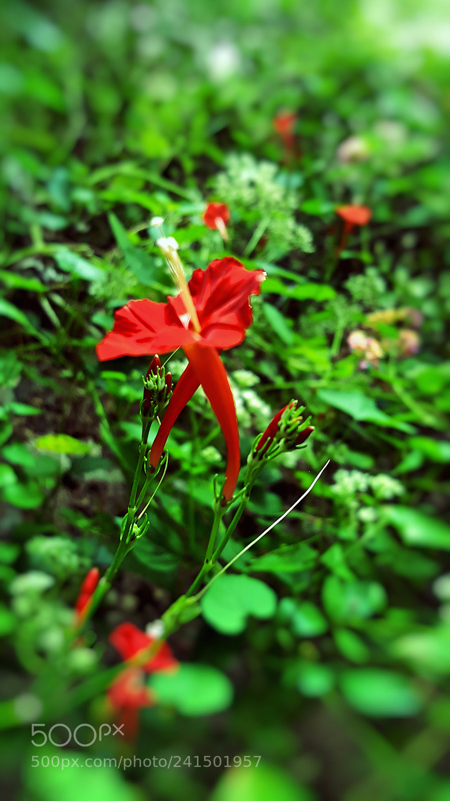 Samsung Galaxy S6 sample photo. Untitled photography