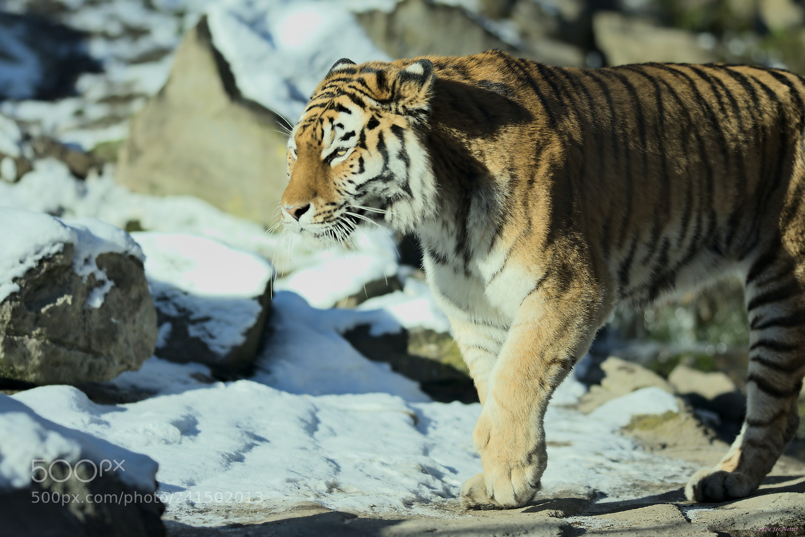 Nikon D7200 sample photo. Winter stroll photography