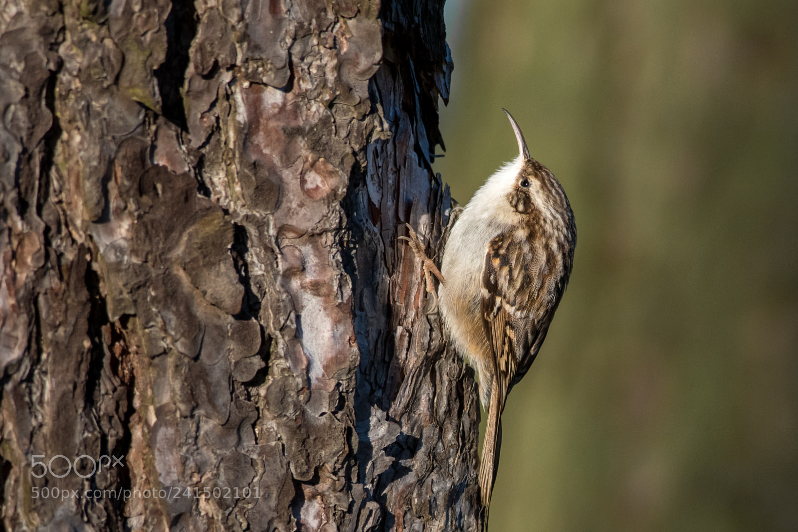 Nikon D500 sample photo. Short-toed treecreeper photography
