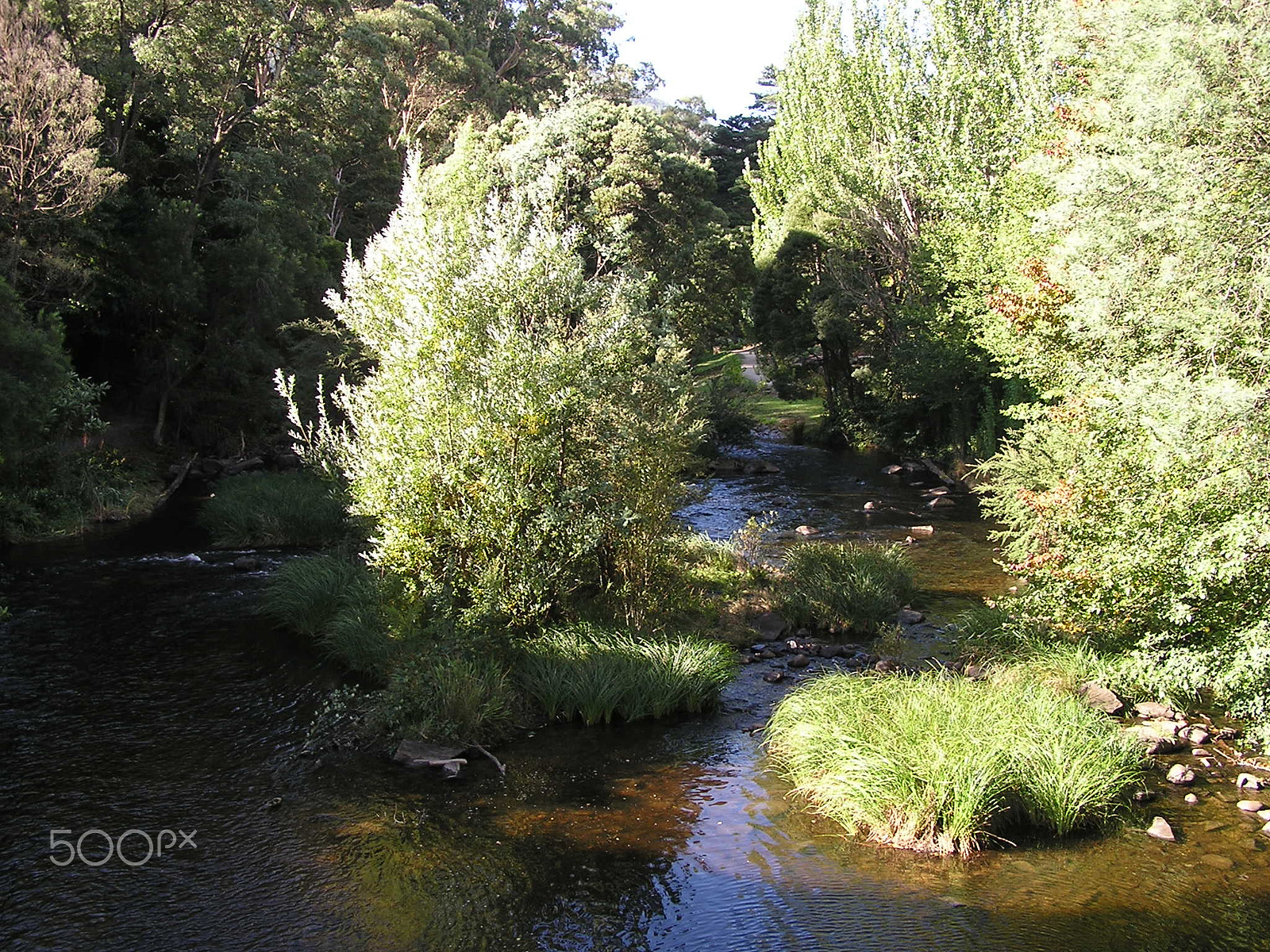 Olympus C740UZ sample photo. Willows in the yarra river photography