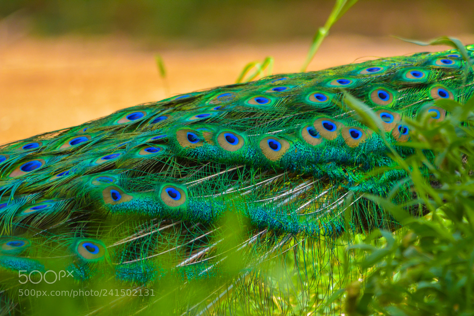 Nikon D7100 sample photo. Feathers photography