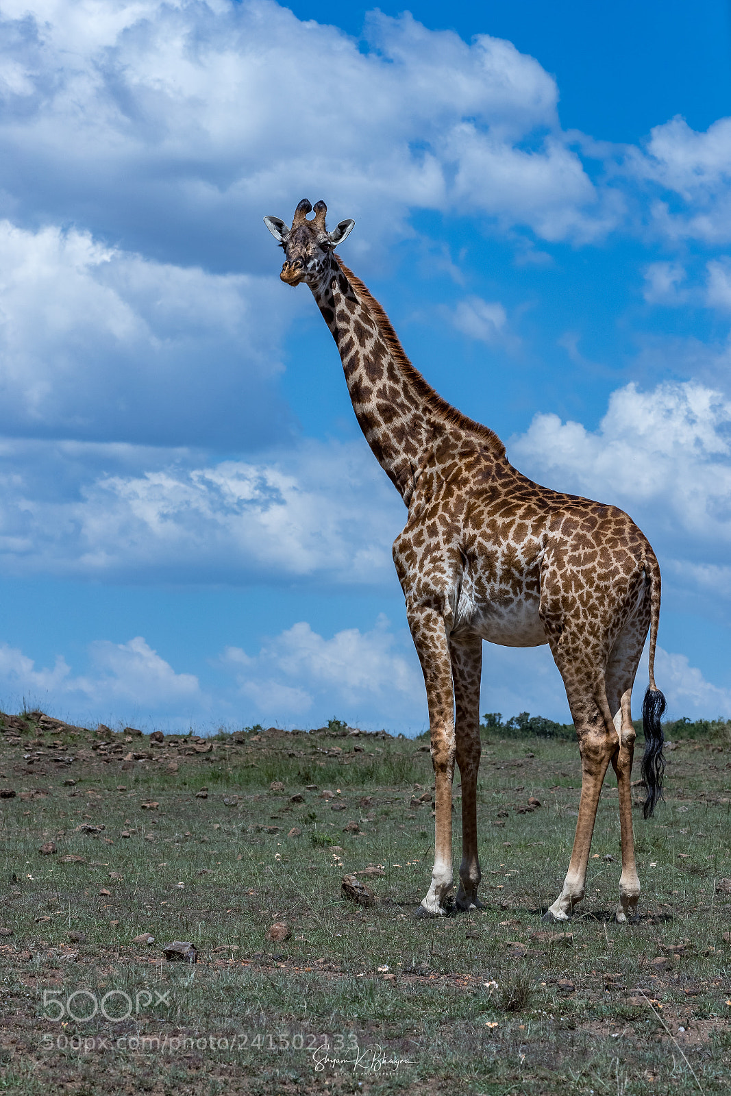 Canon EOS-1D X Mark II sample photo. Standing tall || giraffe photography