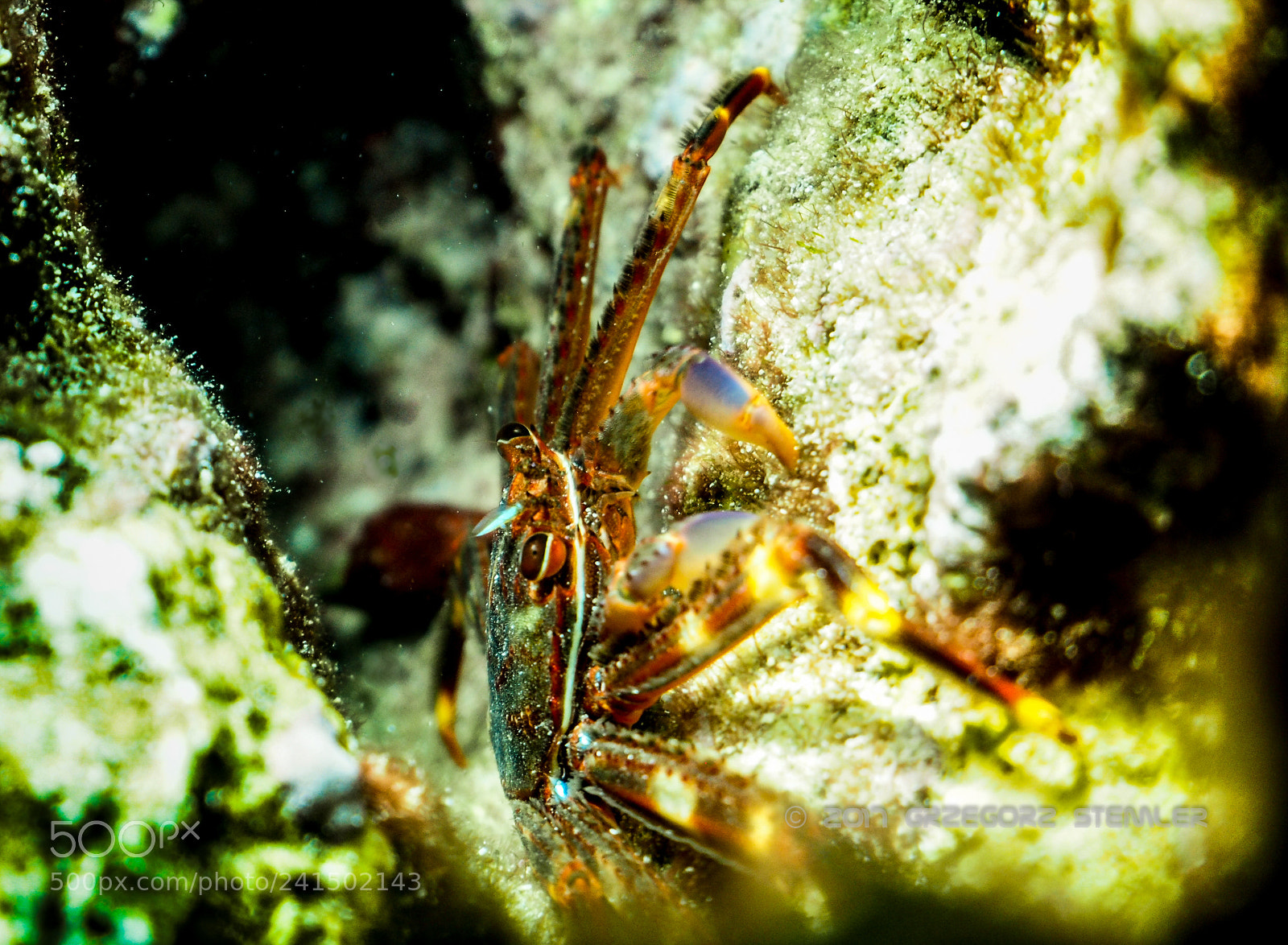 Olympus PEN E-PL7 sample photo. Crabs photography