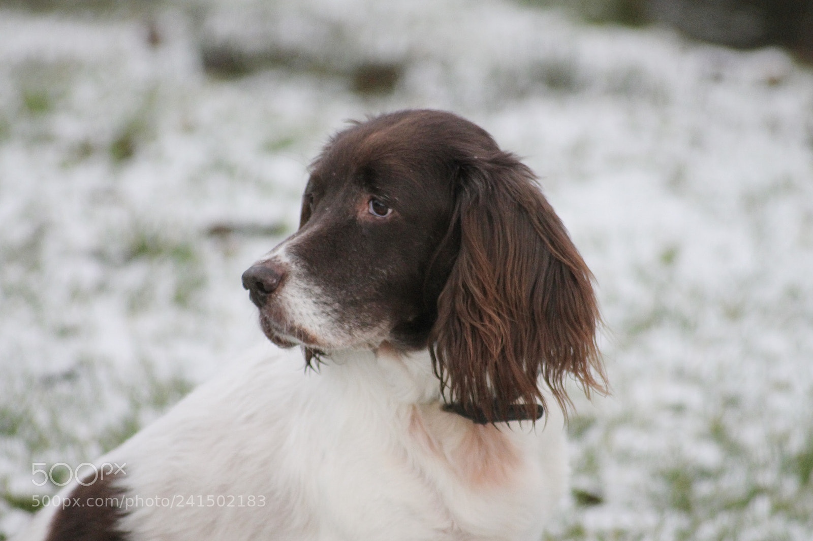 Canon EOS 1100D (EOS Rebel T3 / EOS Kiss X50) sample photo. Springer spaniel photography