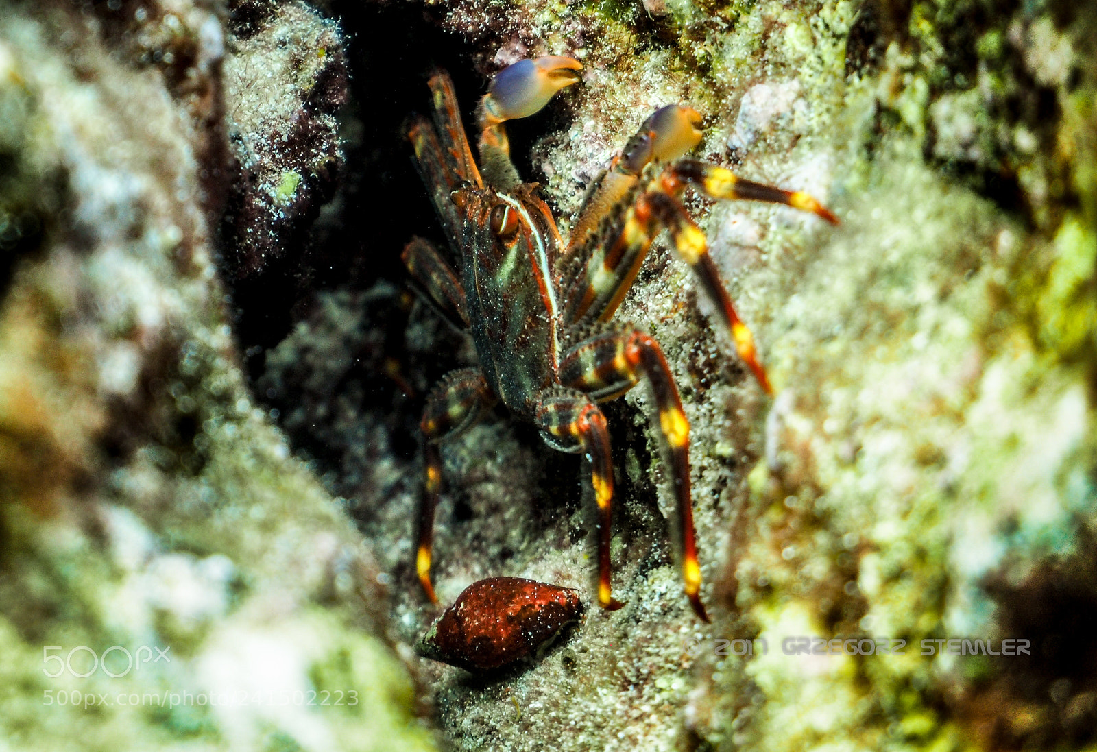 Olympus PEN E-PL7 sample photo. Crabs photography