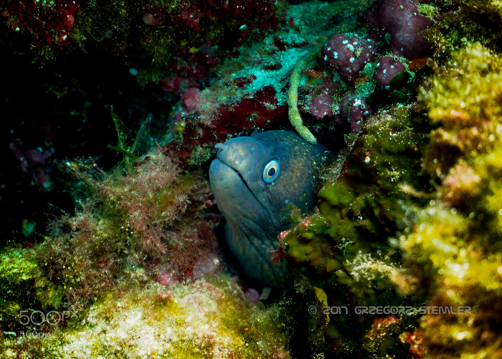 Olympus PEN E-PL7 sample photo. Mooray eel photography
