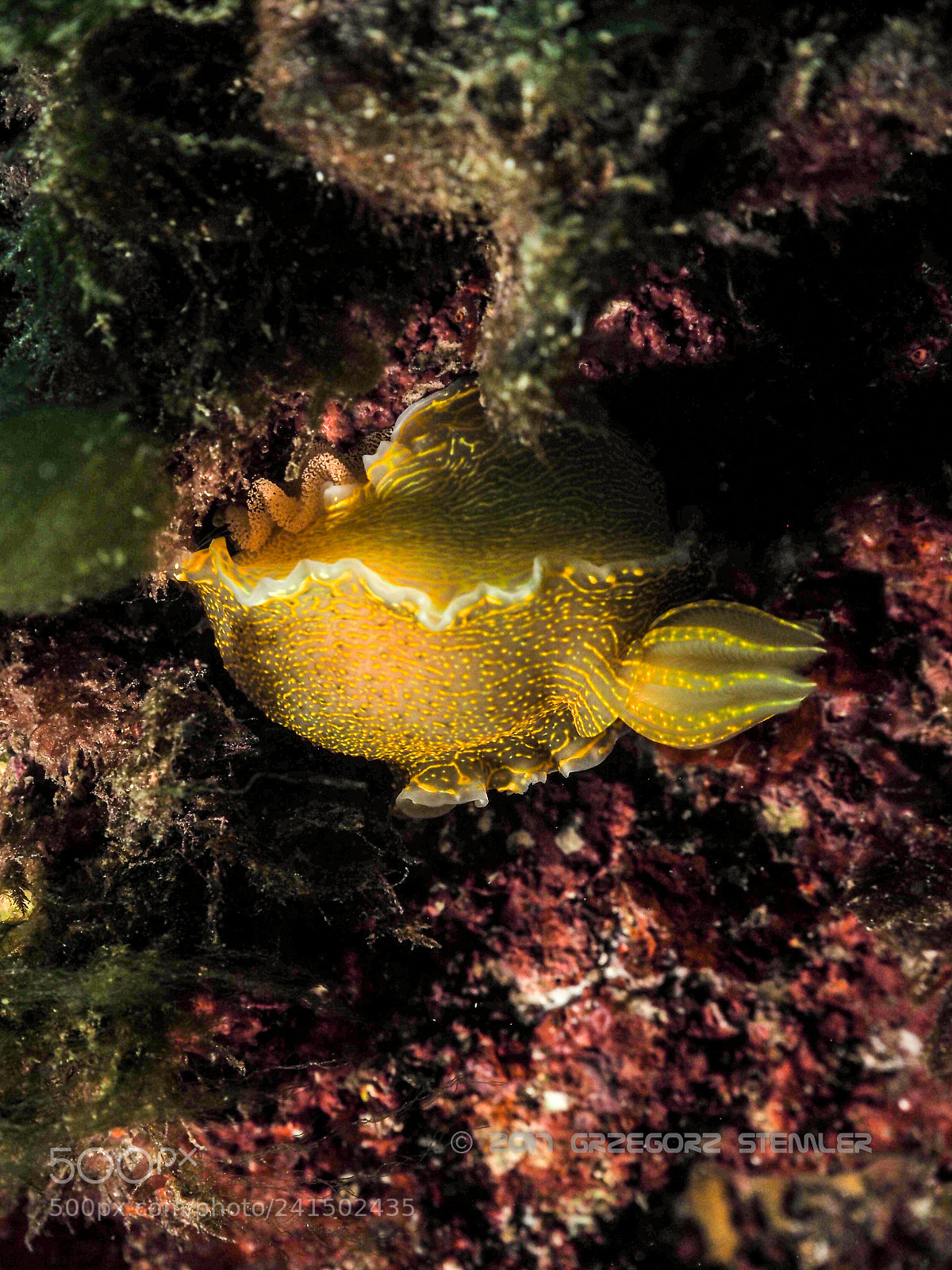 Olympus PEN E-PL7 sample photo. Nudibrunch photography