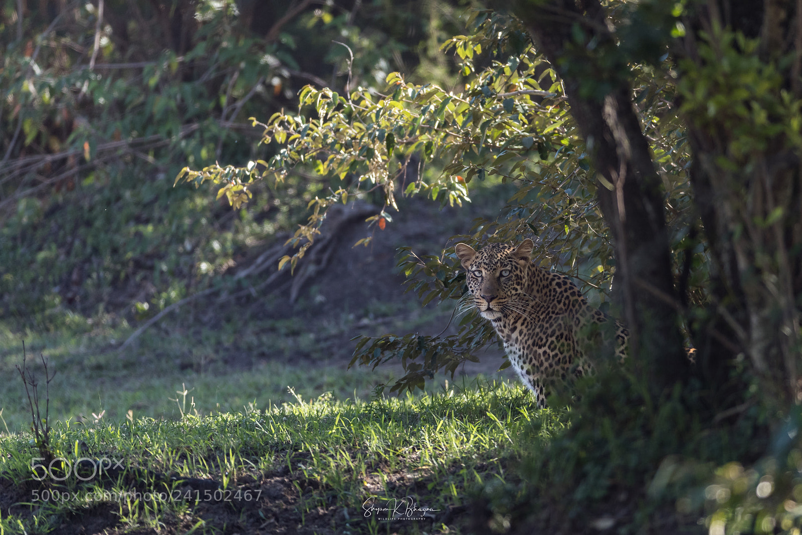 Canon EOS-1D X Mark II sample photo. I am watching you photography