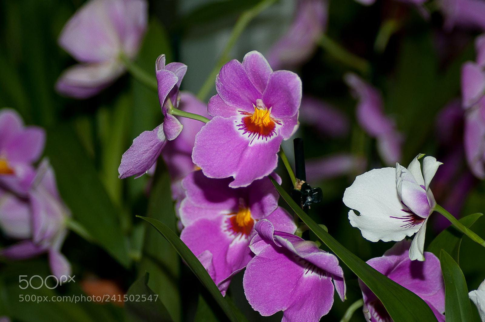 Nikon D90 sample photo. Orchidea photography