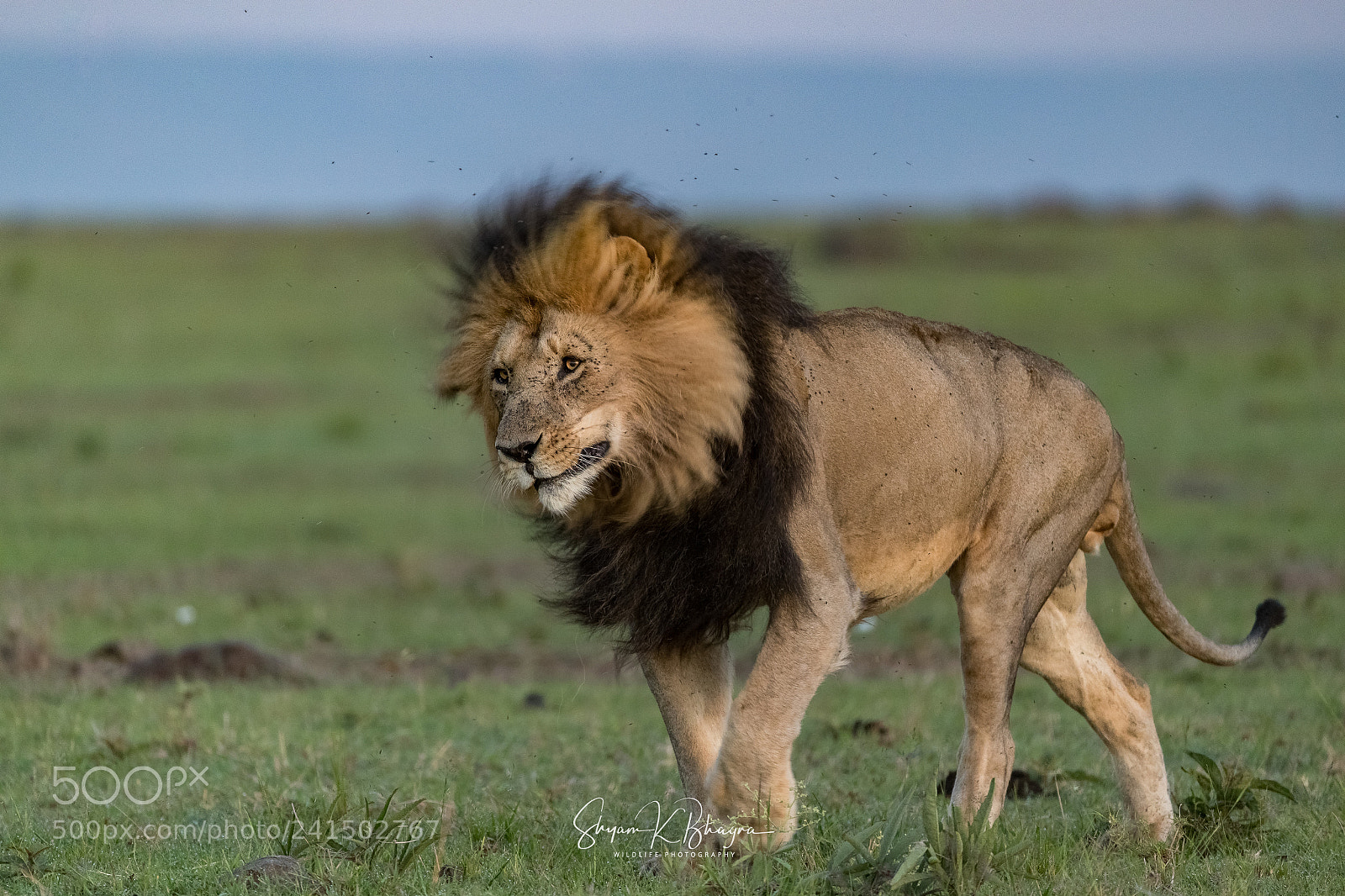 Canon EOS-1D X Mark II sample photo. Lion || head shake photography