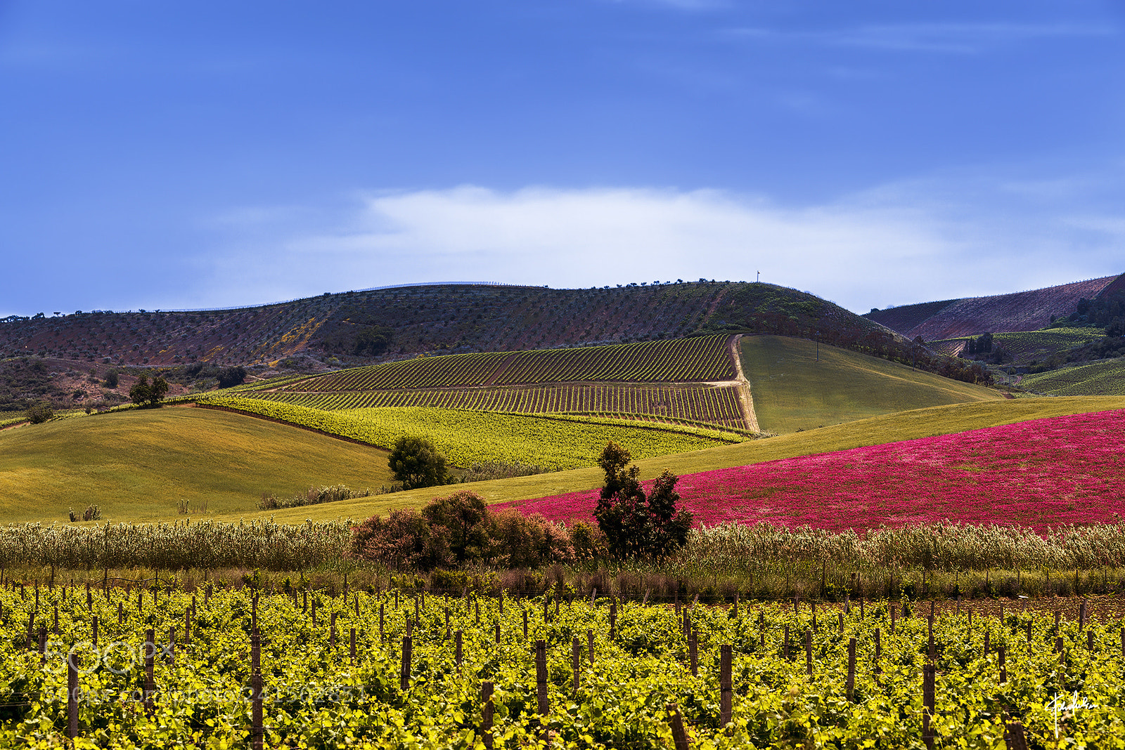 Nikon D800 sample photo. Spring colors photography