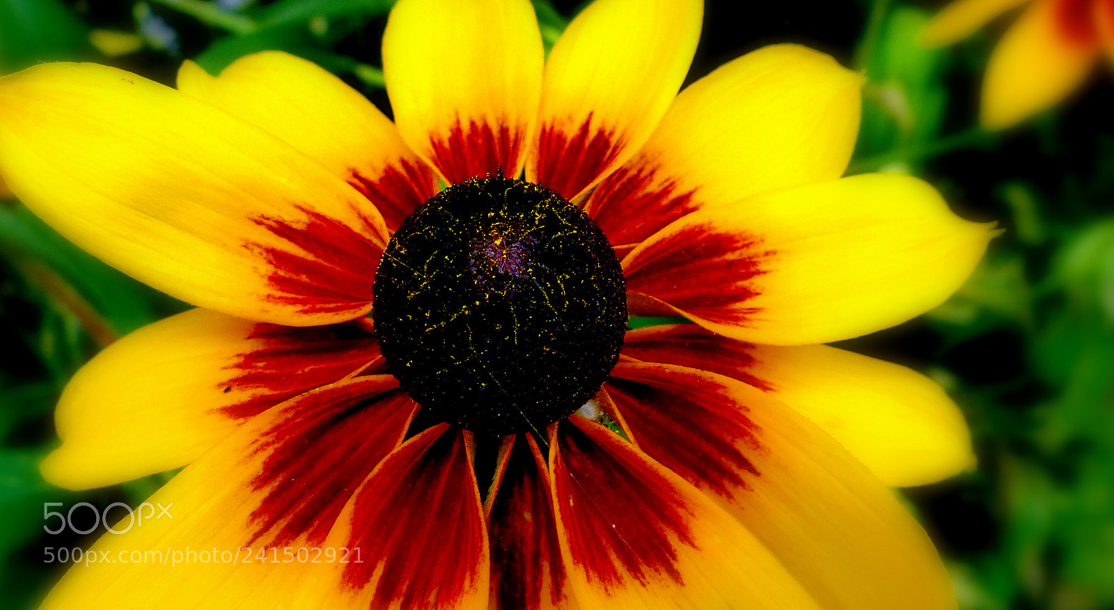Panasonic Lumix DMC-FZ200 sample photo. Rudbeck photography