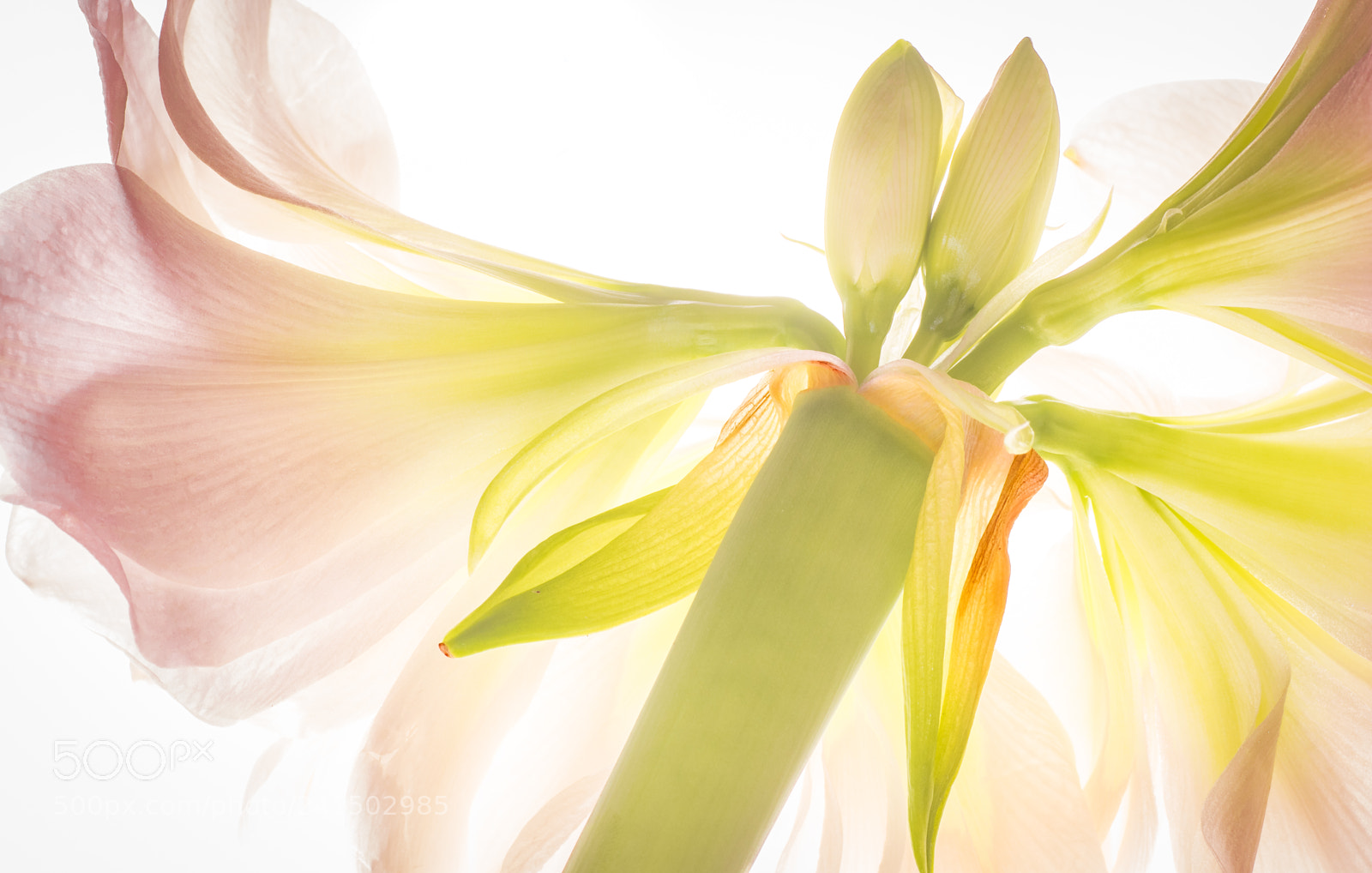 Canon EOS 77D (EOS 9000D / EOS 770D) sample photo. Amaryllis (1) photography