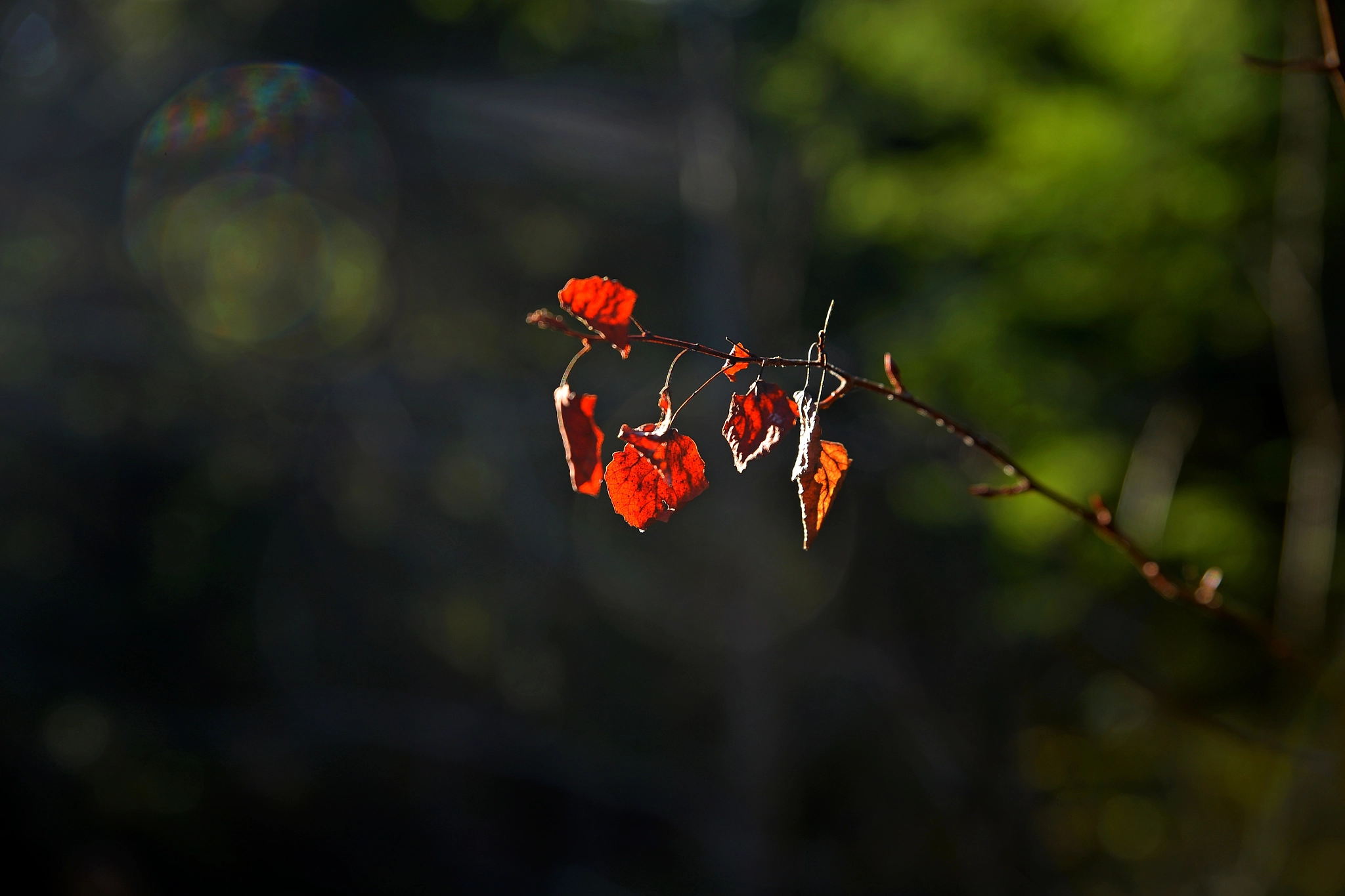 Tamron SP 24-70mm F2.8 Di VC USD sample photo. Here comes the sun photography