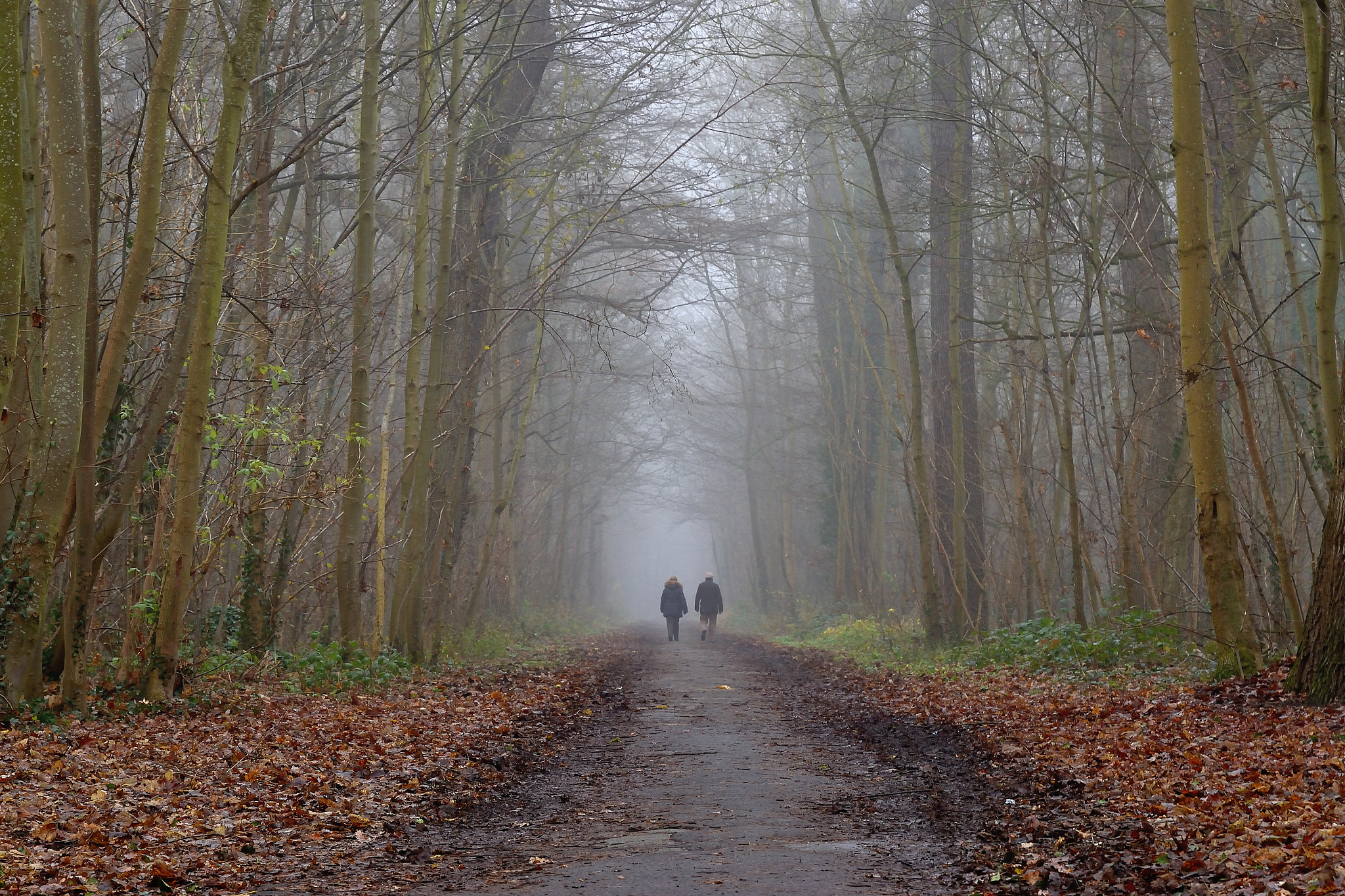 Nikon D5600 sample photo. Walk in the fog photography