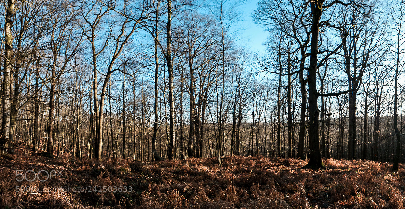 Fujifilm X-T20 sample photo. Winter light photography