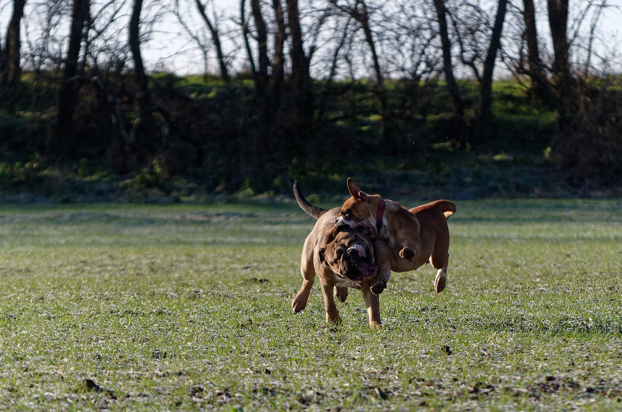 Pentax K-50 sample photo. Hugo and debi, our continental bulldogs. photography