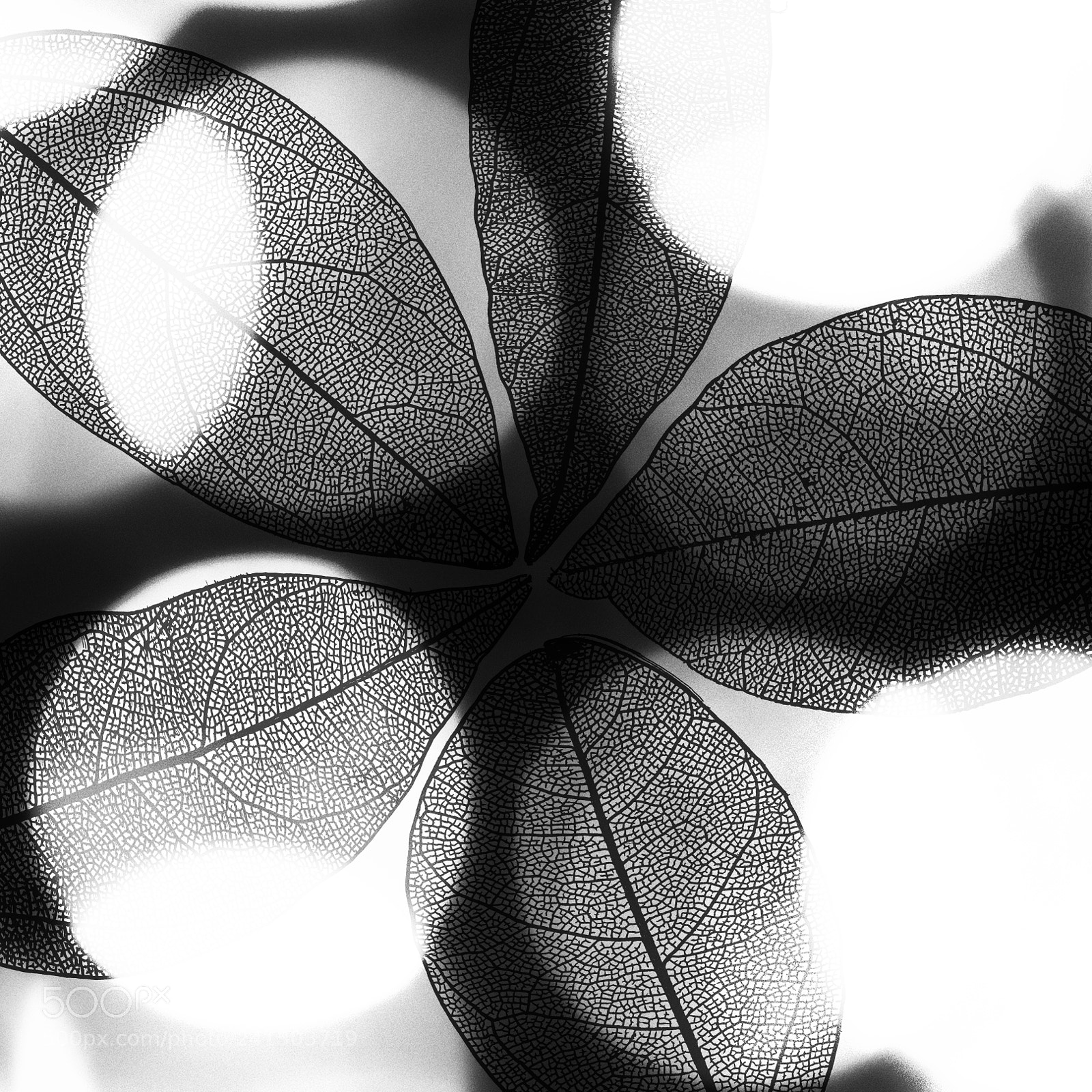 Canon EOS 77D (EOS 9000D / EOS 770D) sample photo. Leaf skeleton and bokeh photography