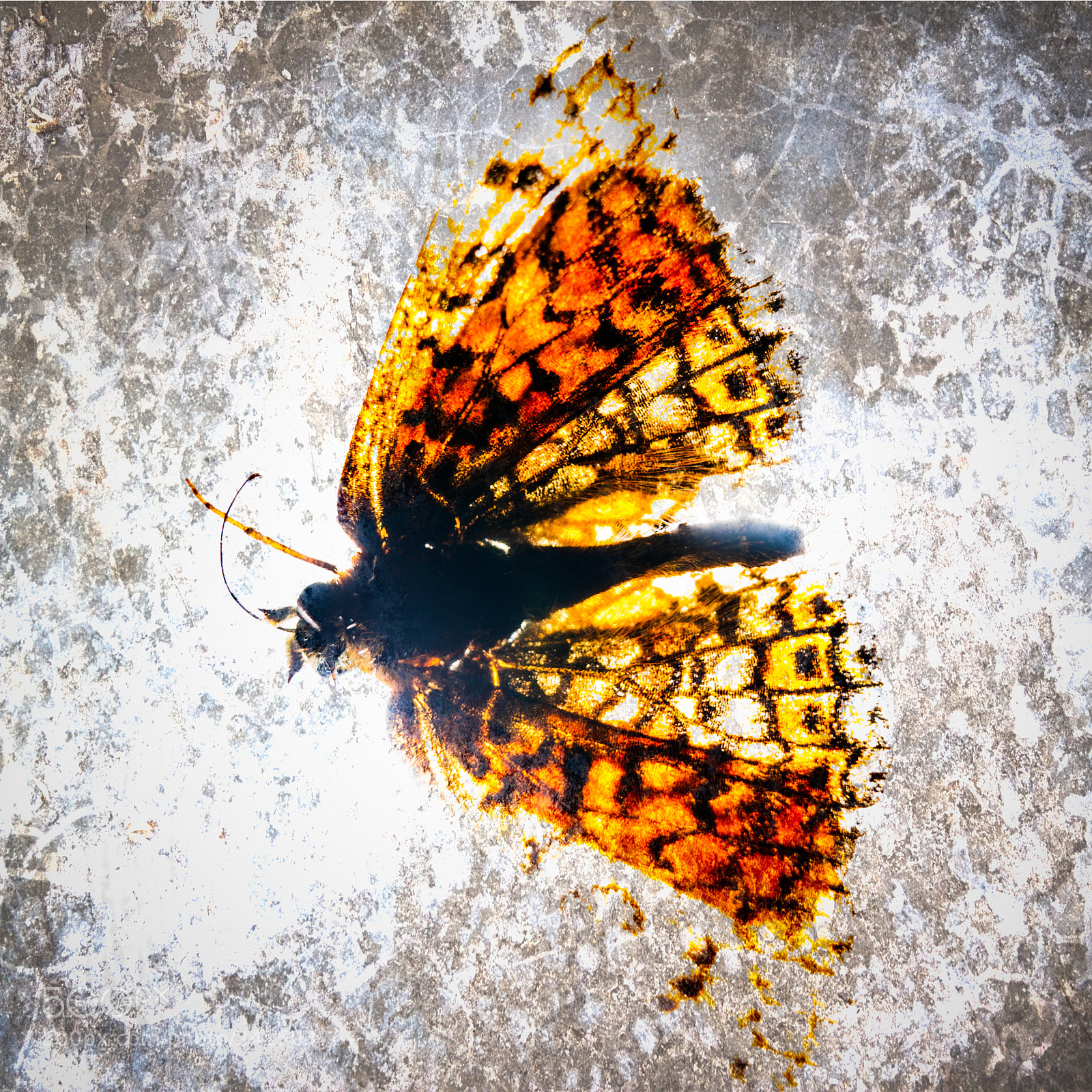 Sony a7 II sample photo. 003/365: butterfly 2 photography