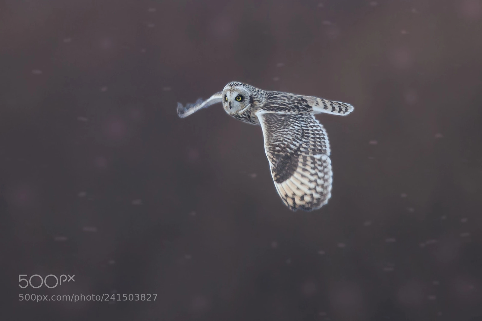 Canon EOS-1D X sample photo. 雪降る、コミミズク舞う photography