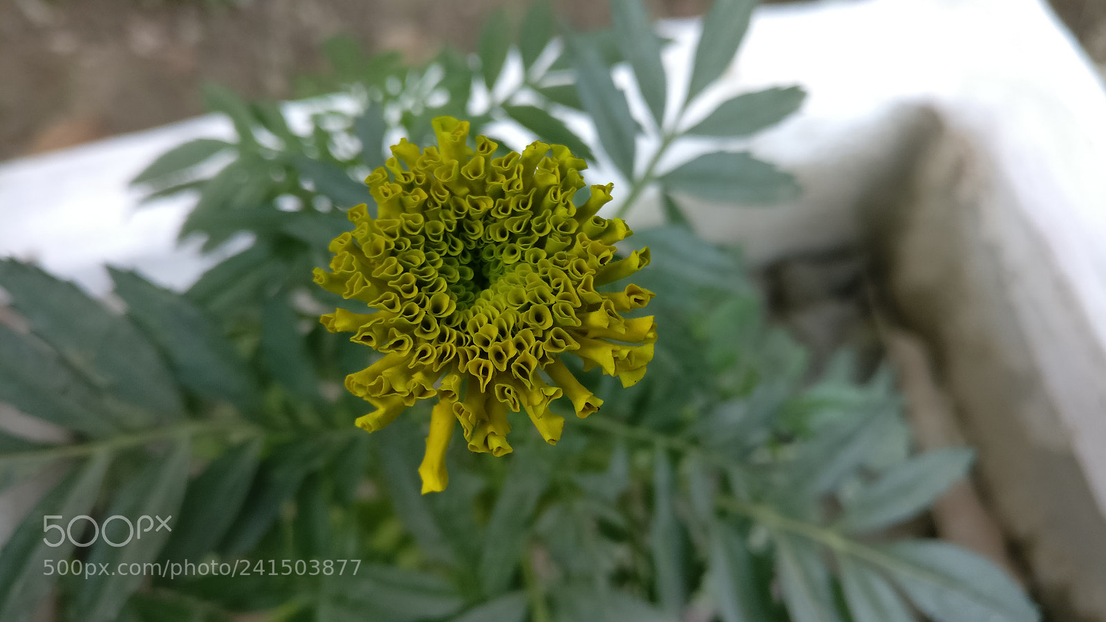 OnePlus A3003 sample photo. Untitled photography