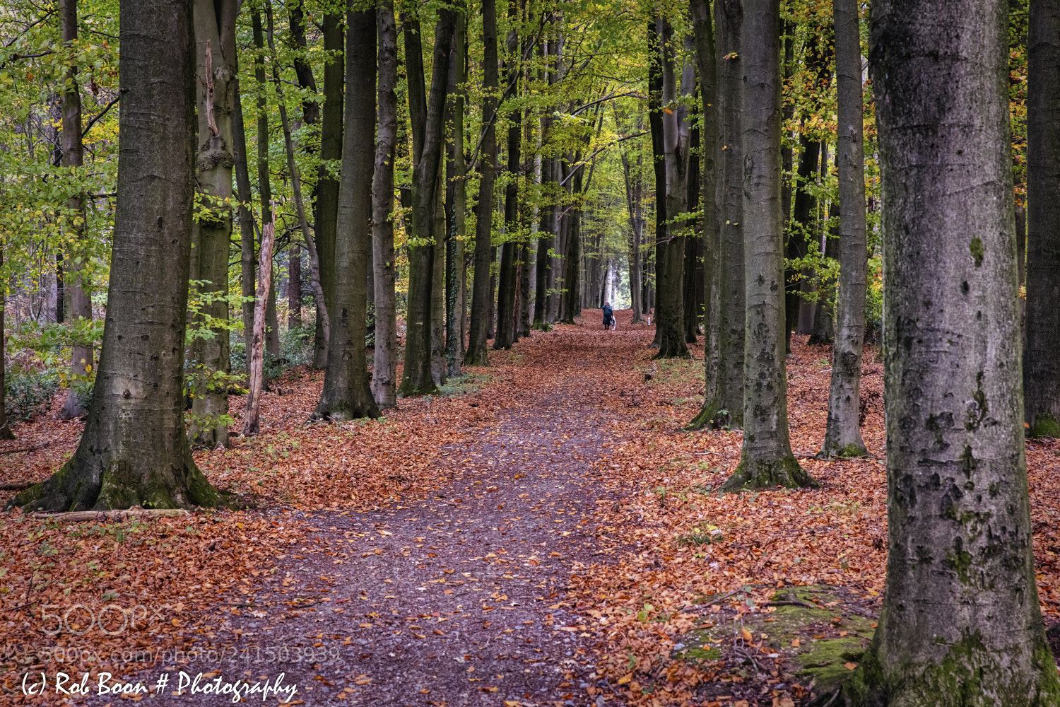 Canon EOS 5DS sample photo. Autumn colors @ vijlenerbos 1 photography