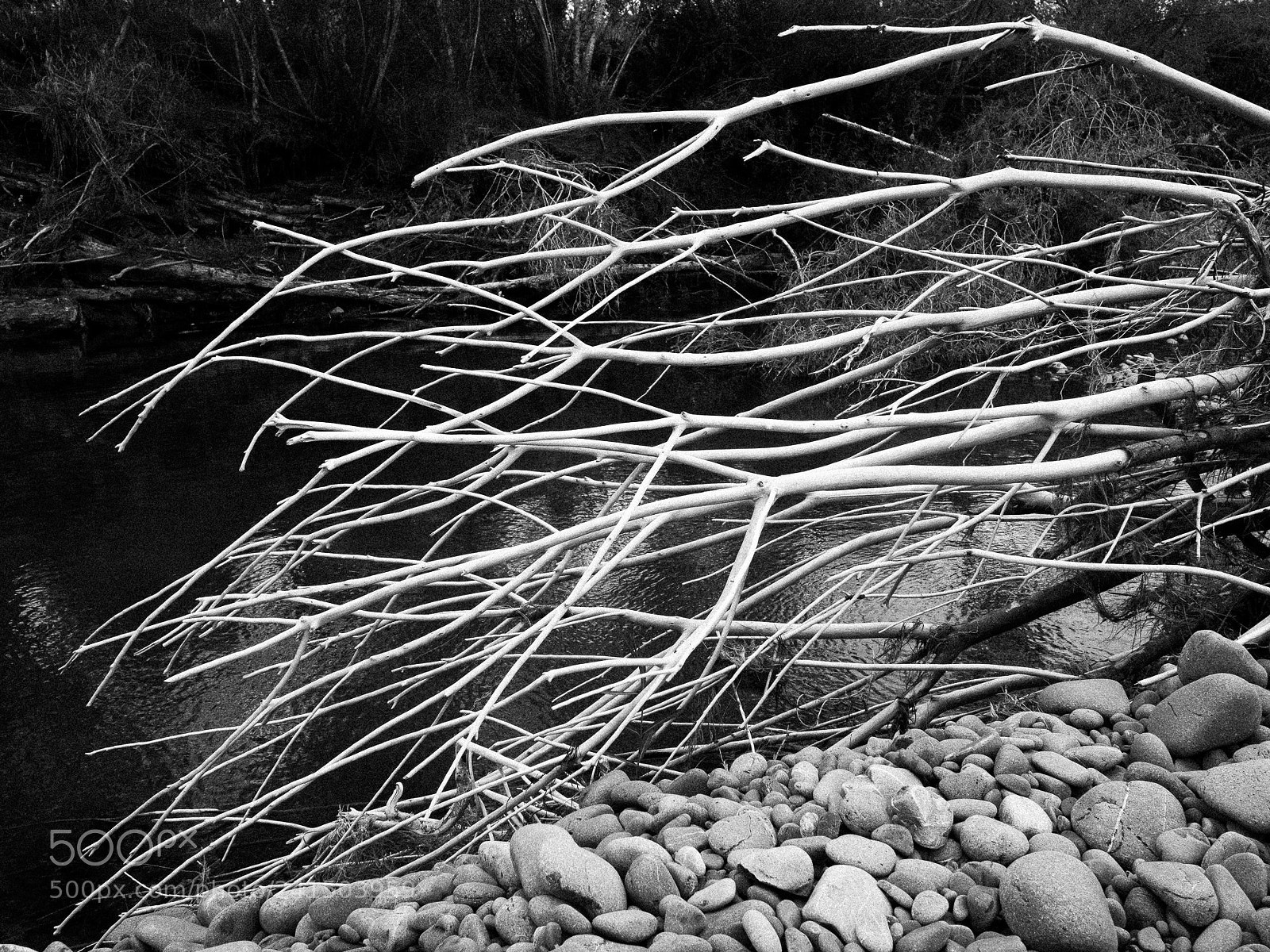Olympus OM-D E-M5 II sample photo. Dead branches in the photography
