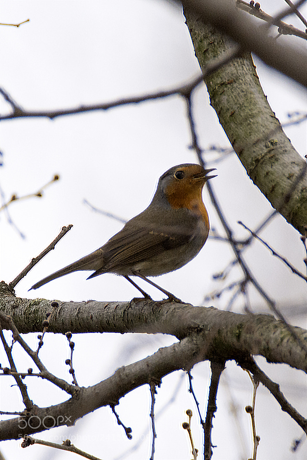 Nikon D7100 sample photo. Robin in a grey photography