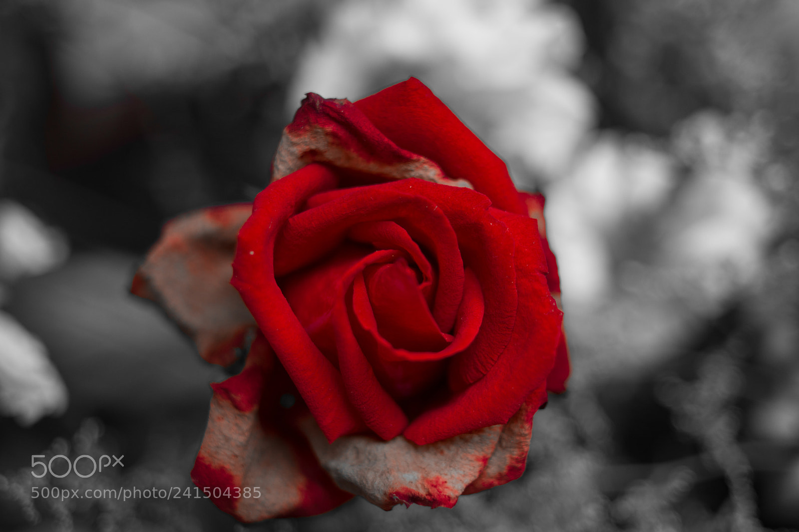 Nikon D7100 sample photo. Flower photography