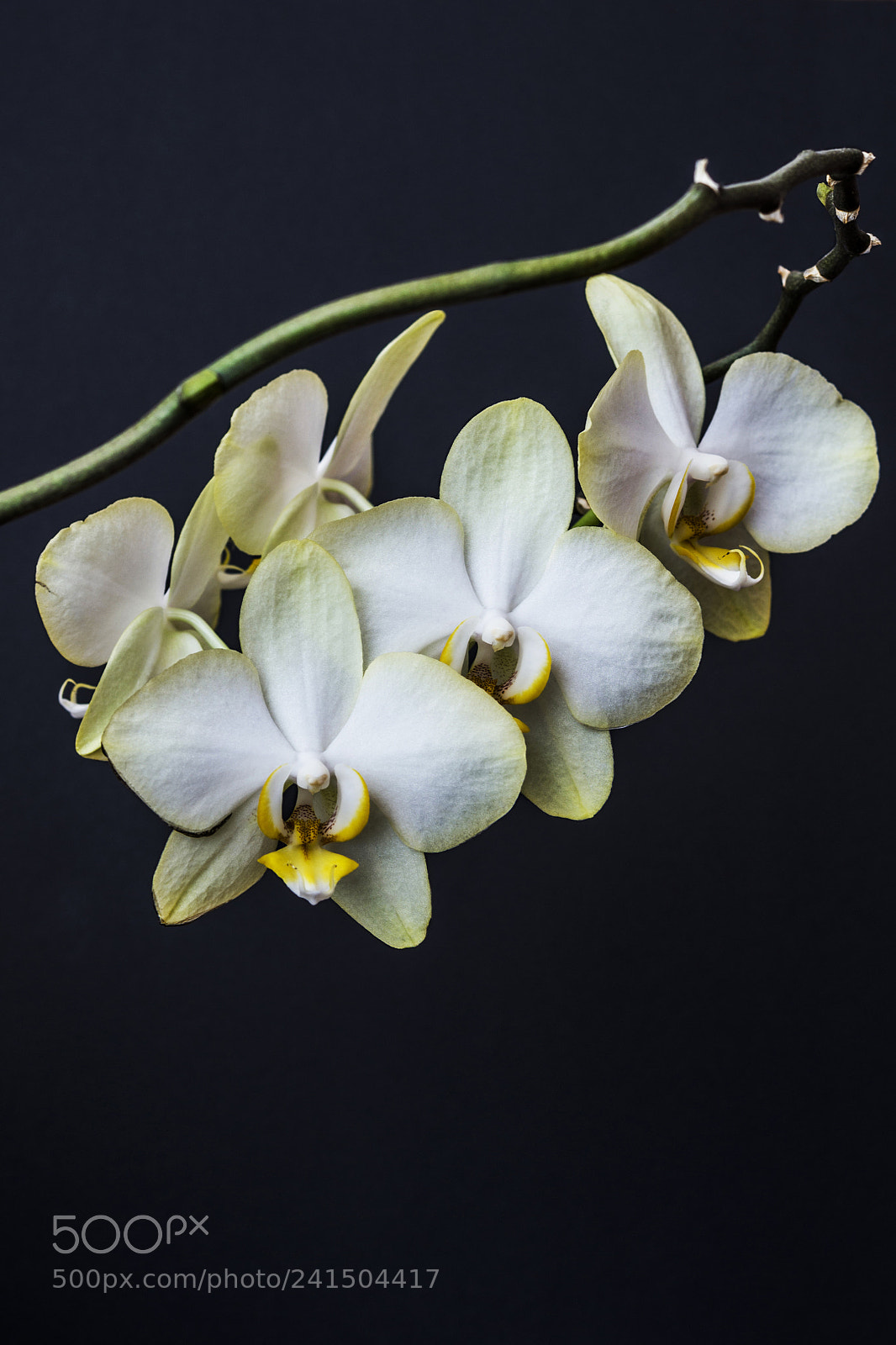 Nikon D3100 sample photo. Orchid photography