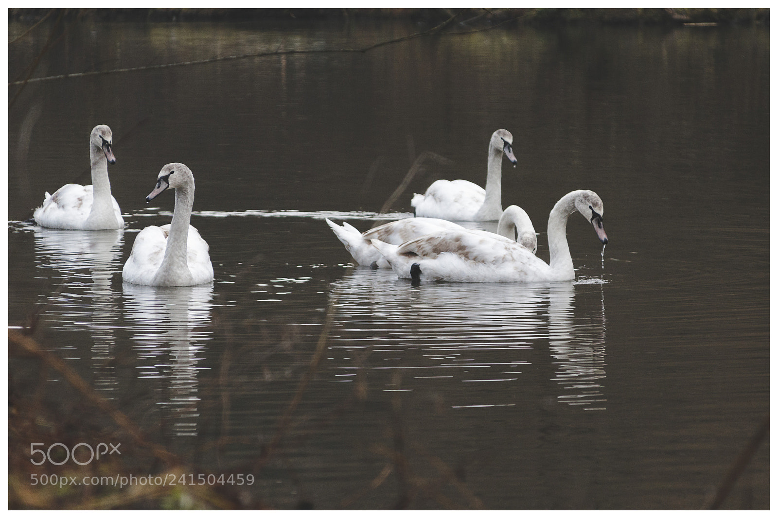 Canon EOS 200D (EOS Rebel SL2 / EOS Kiss X9) sample photo. Swan photography