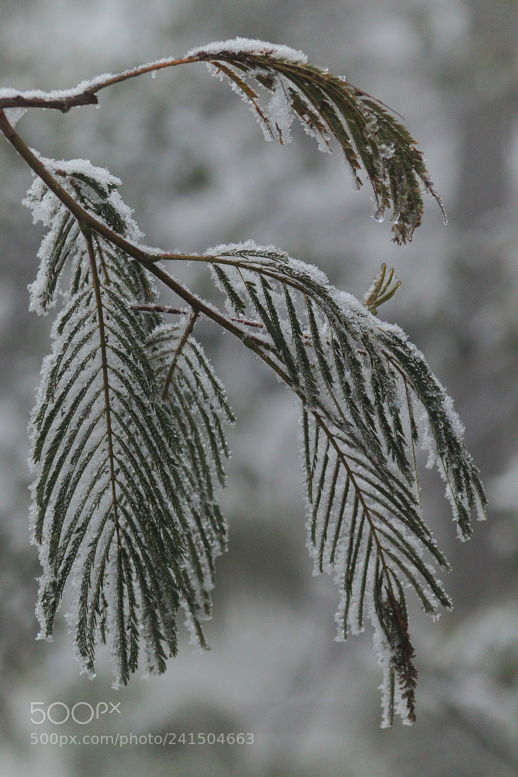 Canon EOS 800D (EOS Rebel T7i / EOS Kiss X9i) sample photo. Frozen leaves photography
