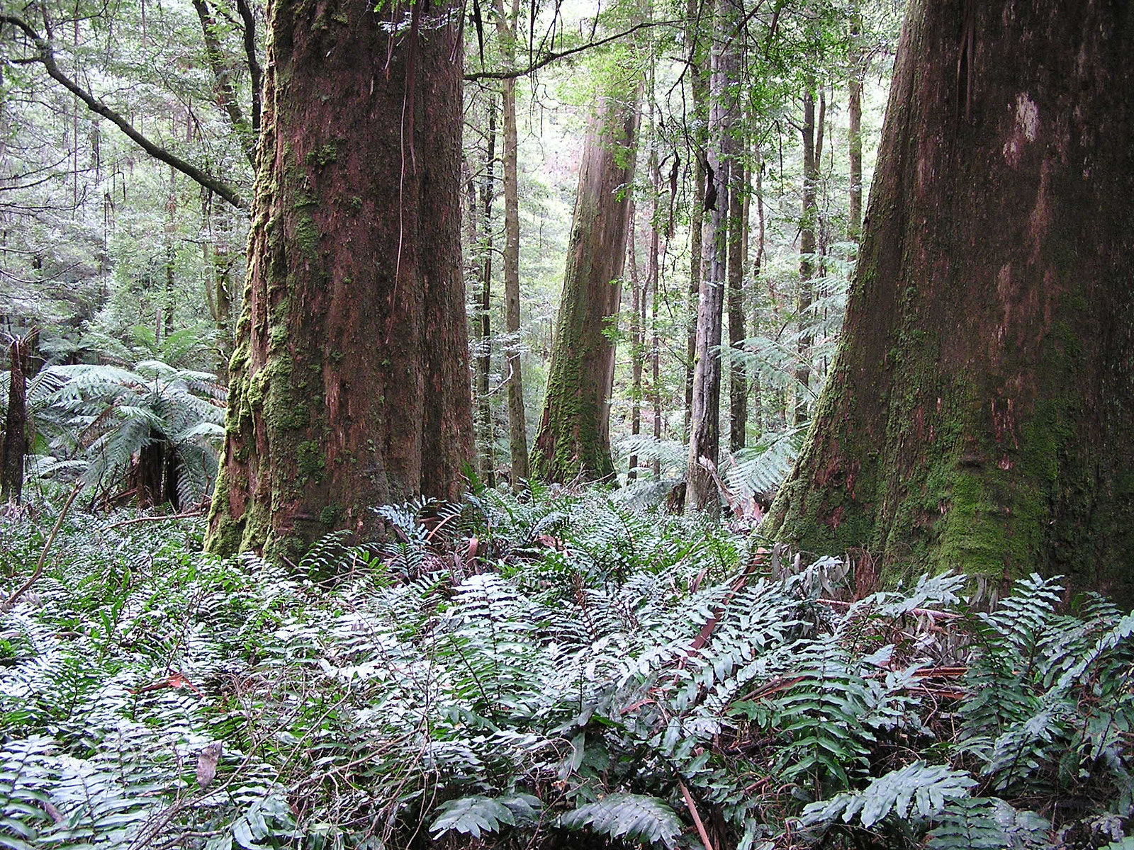 Olympus C740UZ sample photo. Upper yarra rain forest photography