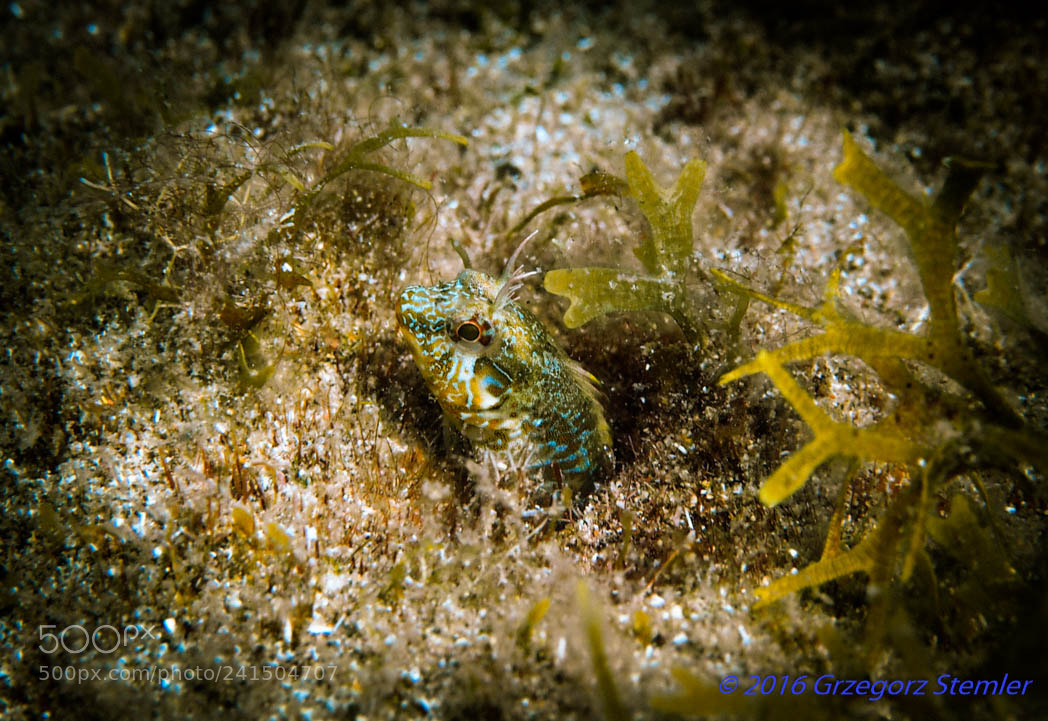 Olympus PEN E-PL7 sample photo. Gobi fish photography
