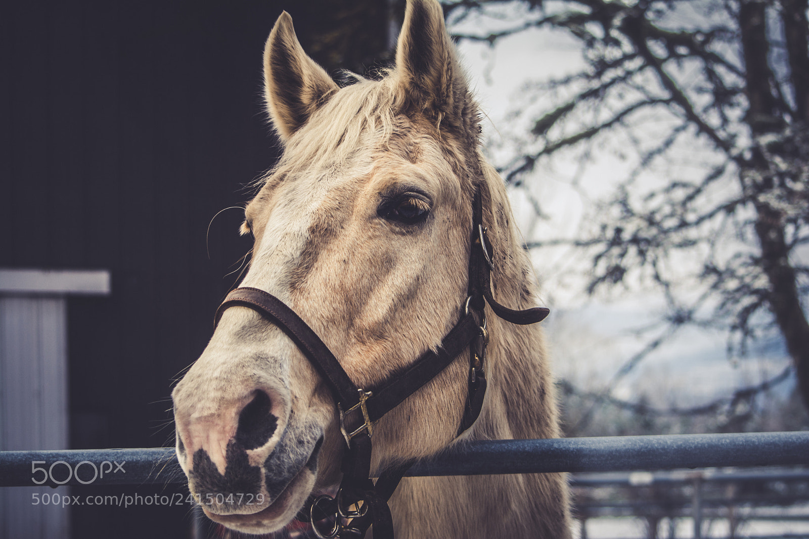 Nikon D7100 sample photo. Horse portrait photography