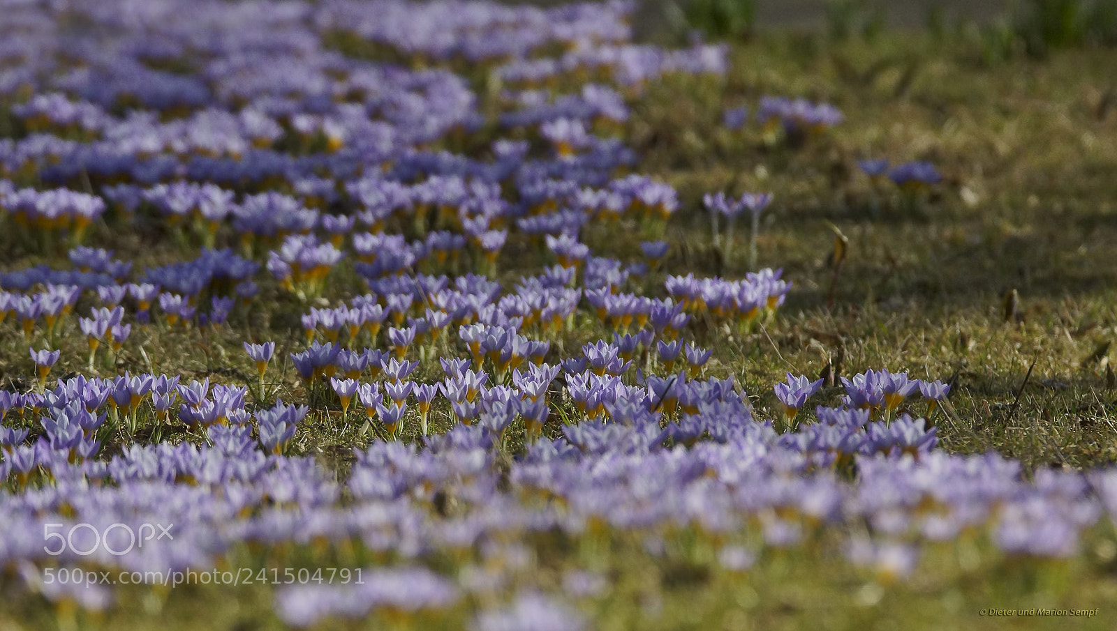 Sony SLT-A77 sample photo. .....waiting for spring..... photography