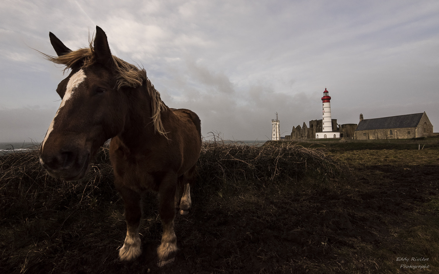 Nikon D810 + Nikon AF-S Nikkor 16-35mm F4G ED VR sample photo. Horse in the storm photography